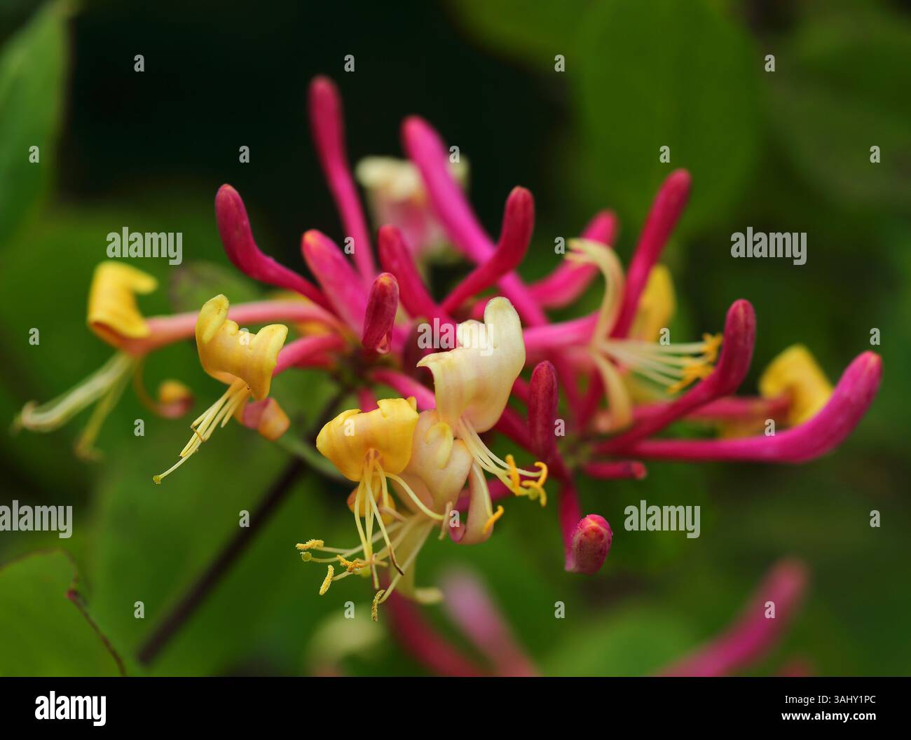 Perfetto esempio di Lonicera etrusca. Fiori di caprifoglio rosa e giallo con fogliame sullo sfondo. Profondità di campo selettiva bassa per effetto. Foto Stock