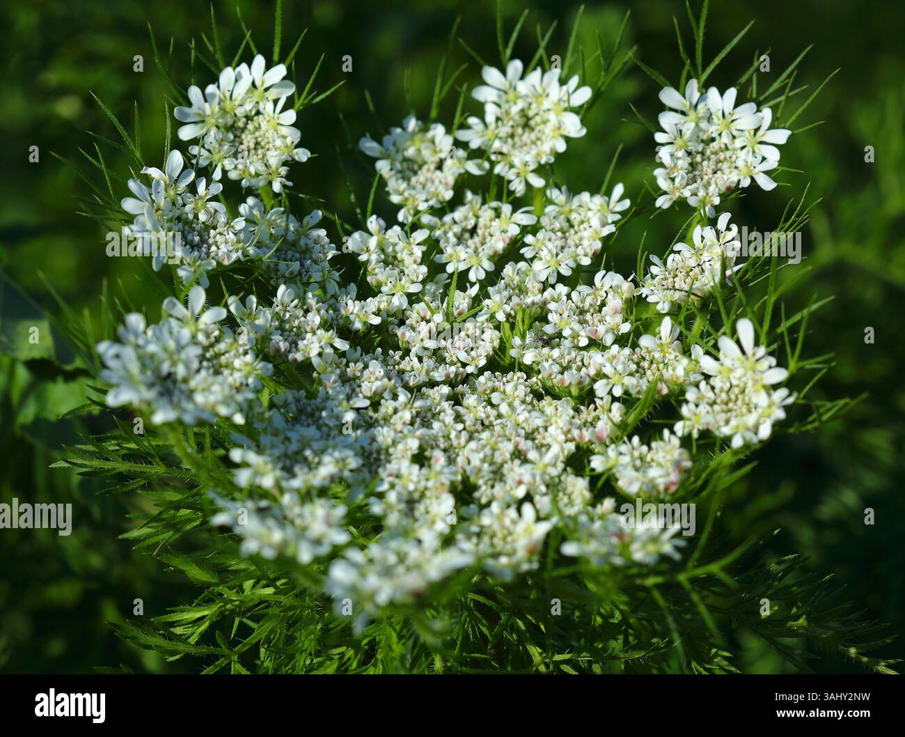 Daucus muricatus - i nomi comuni sono carote selvatiche, carote selvatiche europee, nido di uccello, pizzo vescovile, pianta di stuzzicadenti e pizzo della regina Anna. Piena fioritura. Foto Stock