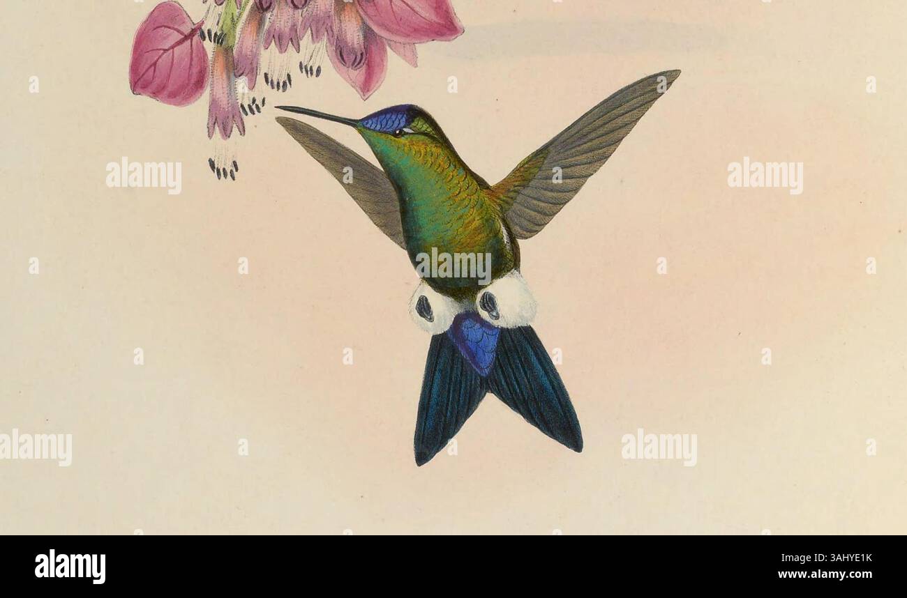 Questa illustrazione del 1861 di John Gould raffigura Eriocnemis dorbignyi, noto anche come Eriocnemis glaucopoides, una specie di colibrì, che mostra l'abilità dell'artista nell'arte ornitologica. Foto Stock