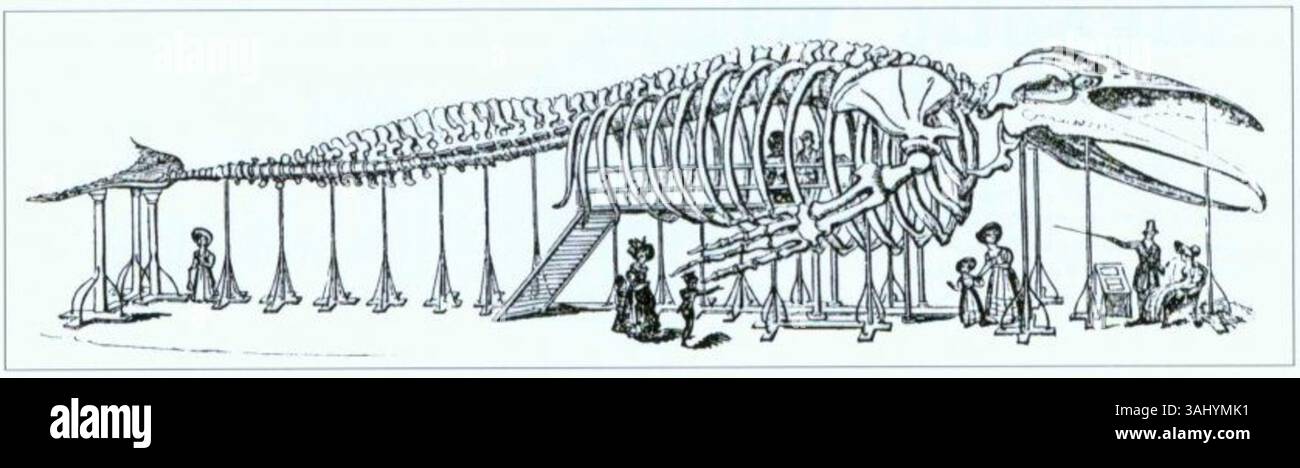 Un articolo dettagliato di "The Mirror of Literature" (agosto 1831), con un'illustrazione dello scheletro della balena di Ostenda. L'immagine evidenzia il significato dello scheletro della balena come esposizione scientifica, catturando l'attenzione del pubblico a Londra. È anche un riflesso del fascino del periodo per la storia naturale e le mostre scientifiche. Foto Stock