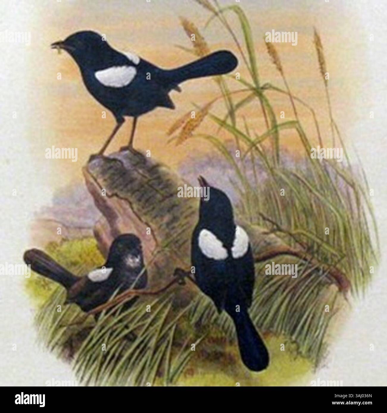 L'illustrazione di John Gould del 1888 di Malurus alboscapulatus, comunemente nota come la favola dal tetto bianco, cattura le caratteristiche distintive dell'uccello. Il lavoro fa parte della collezione di specie di uccelli australiane di Gould. Foto Stock L'illustrazione di John Gould del 1888 di Malurus alboscapulatus, comunemente nota come la favola dal tetto bianco, cattura le caratteristiche distintive dell'uccello. Il lavoro fa parte della collezione di specie di uccelli australiane di Gould. Foto Stock