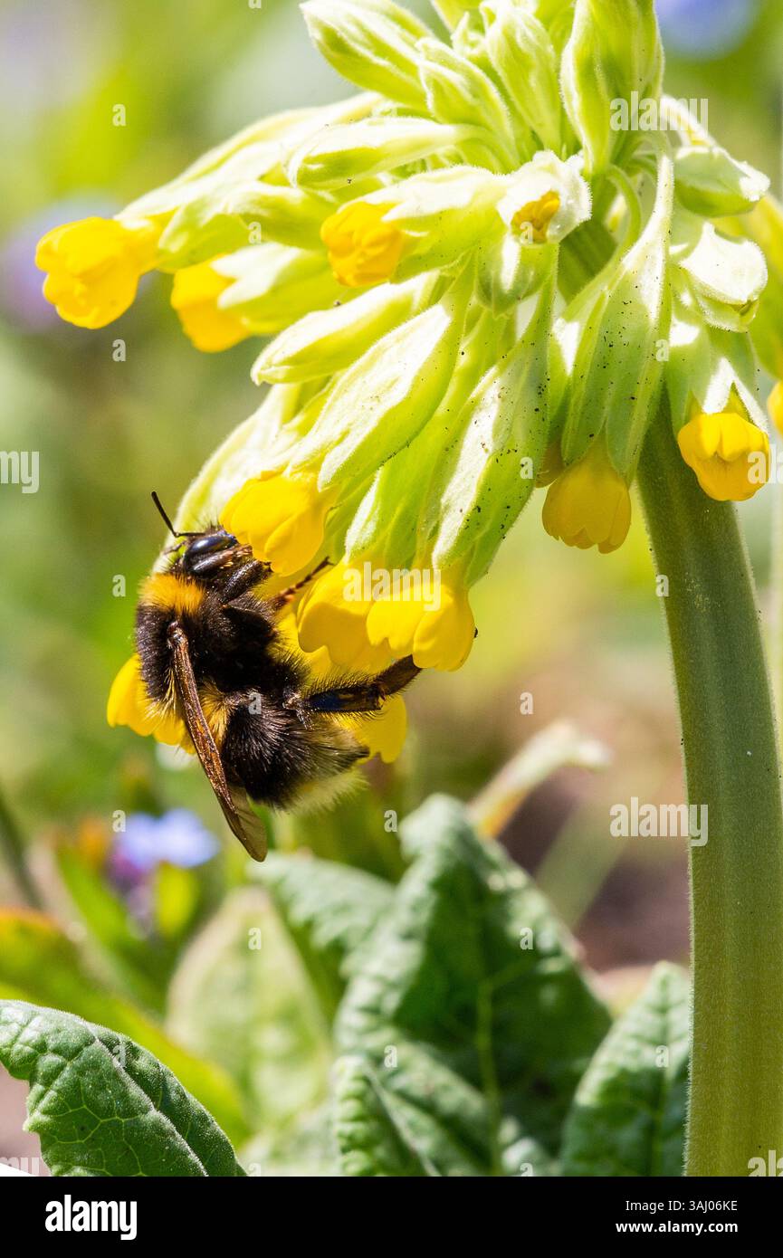 bumblebee dalla coda bianca (Bombus lucorum) che prende il nettare da una Primula veris fiore di covino nella campagna inglese Foto Stock