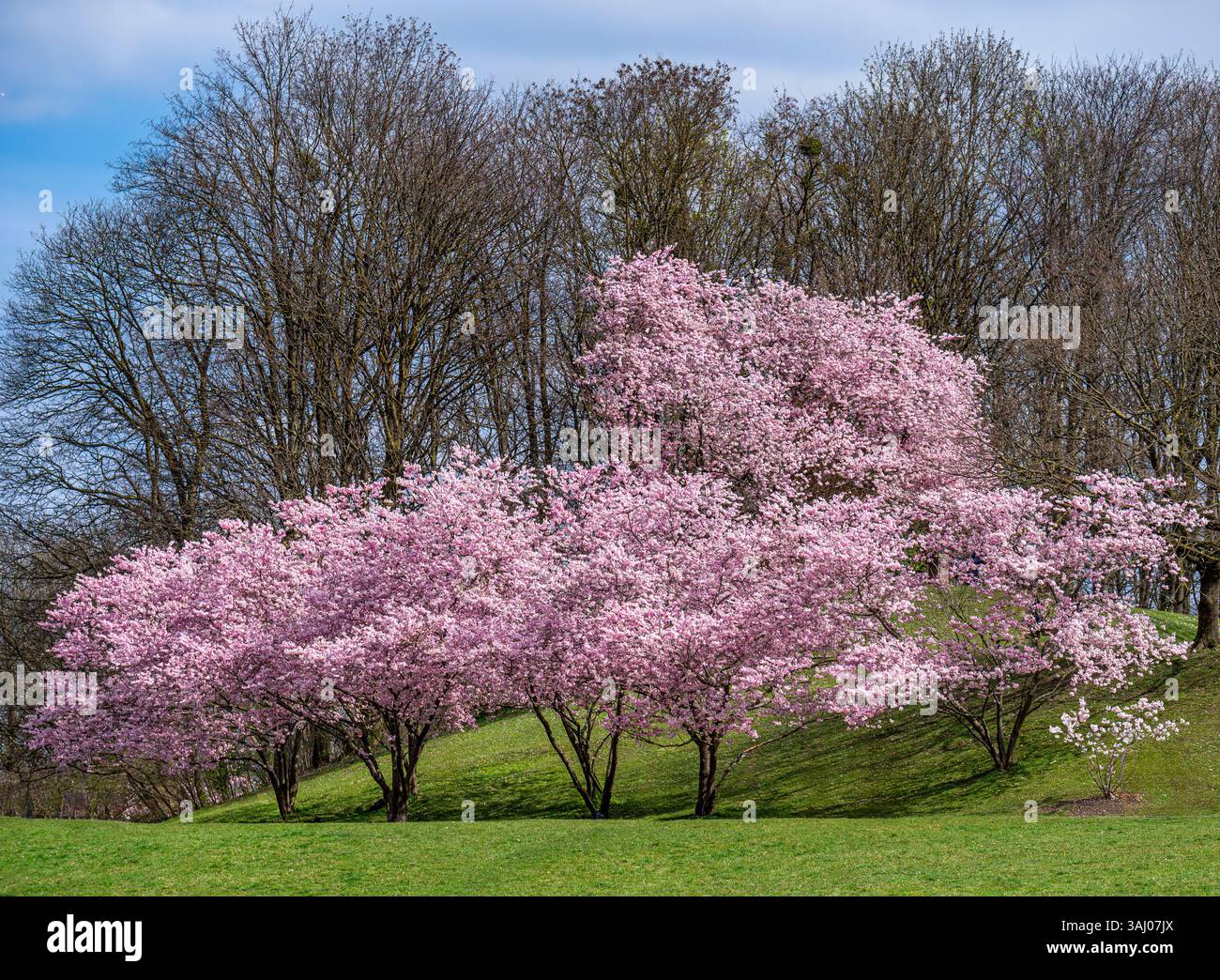 Fiori di ciliegio in primavera, ciliegio giapponese, ciliegio con setole, ciliegio orientale, ciliegio con setole, ciliegio in fiore giapponese (Prunus serru Foto Stock