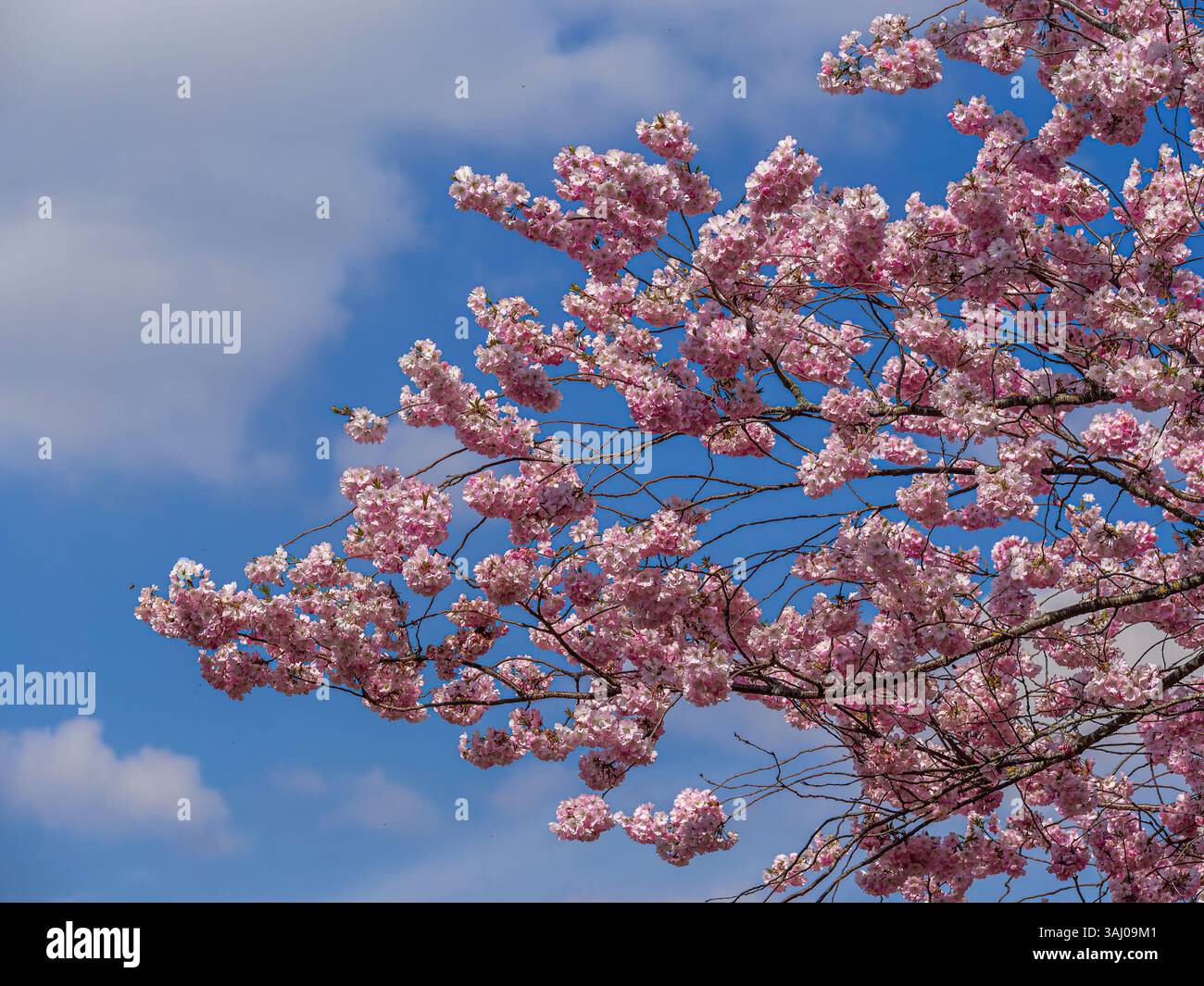 Fiori di ciliegio in primavera, ciliegio giapponese, ciliegio con setole, ciliegio orientale, ciliegio con setole, ciliegio in fiore giapponese (Prunus serru Foto Stock