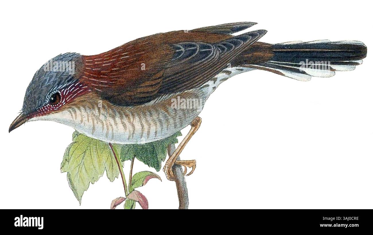 L'illustrazione di John Gould della torqueola Yuhina, o Staphida torqueola, è uno studio dettagliato della specie di uccelli. Creato tra il 1850 e il 1883, questo lavoro fa parte degli studi completi di Gould sulle specie avicole in Asia. Foto Stock L'illustrazione di John Gould della torqueola Yuhina, o Staphida torqueola, è uno studio dettagliato della specie di uccelli. Creato tra il 1850 e il 1883, questo lavoro fa parte degli studi completi di Gould sulle specie avicole in Asia. Foto Stock