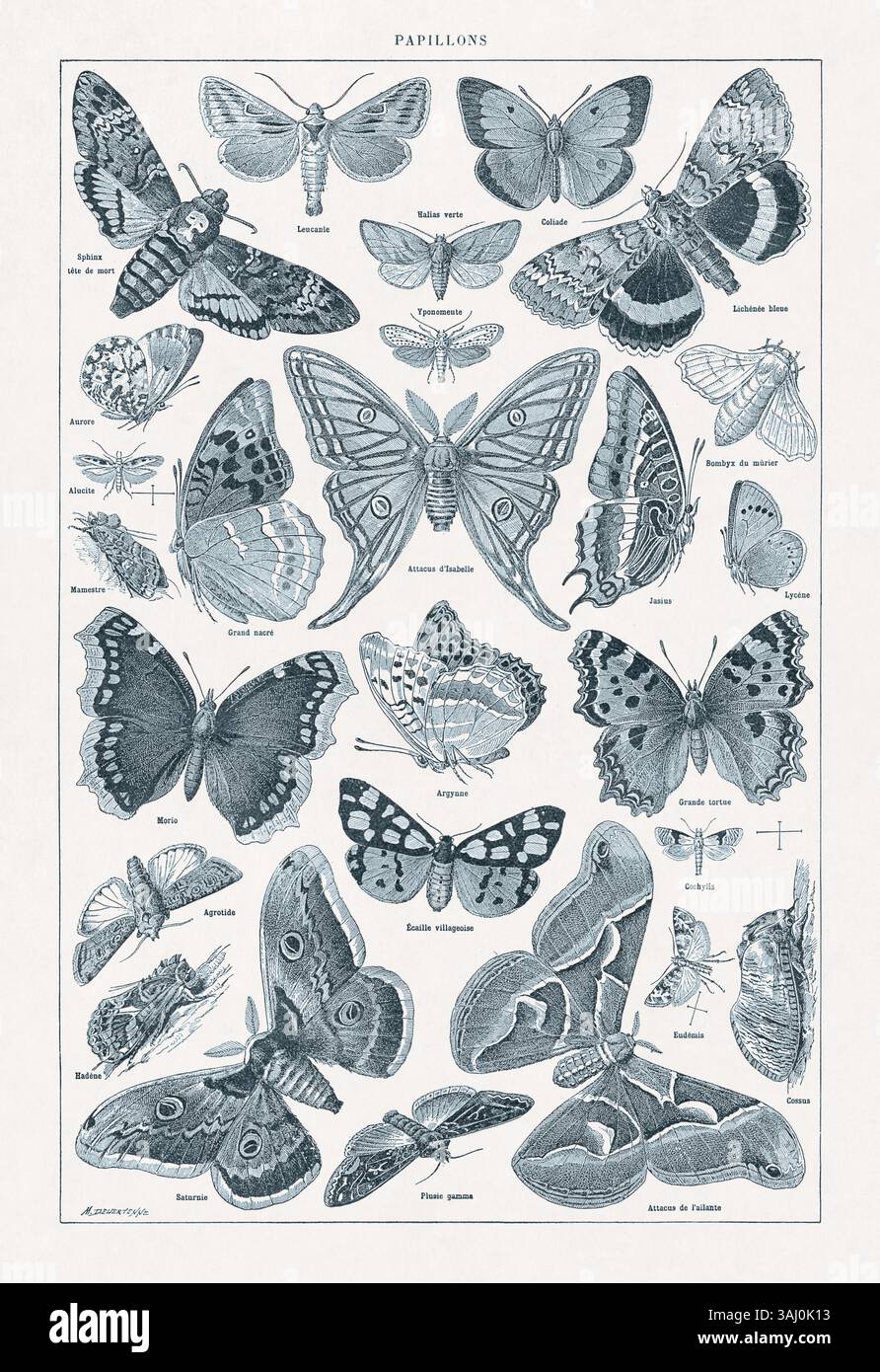 Illustrazione di Duotone sulla lepidotterologia (lo studio delle farfalle) di Jacques Maurice Dessertenne stampata in un dizionario francese della fine del XIX secolo. Foto Stock