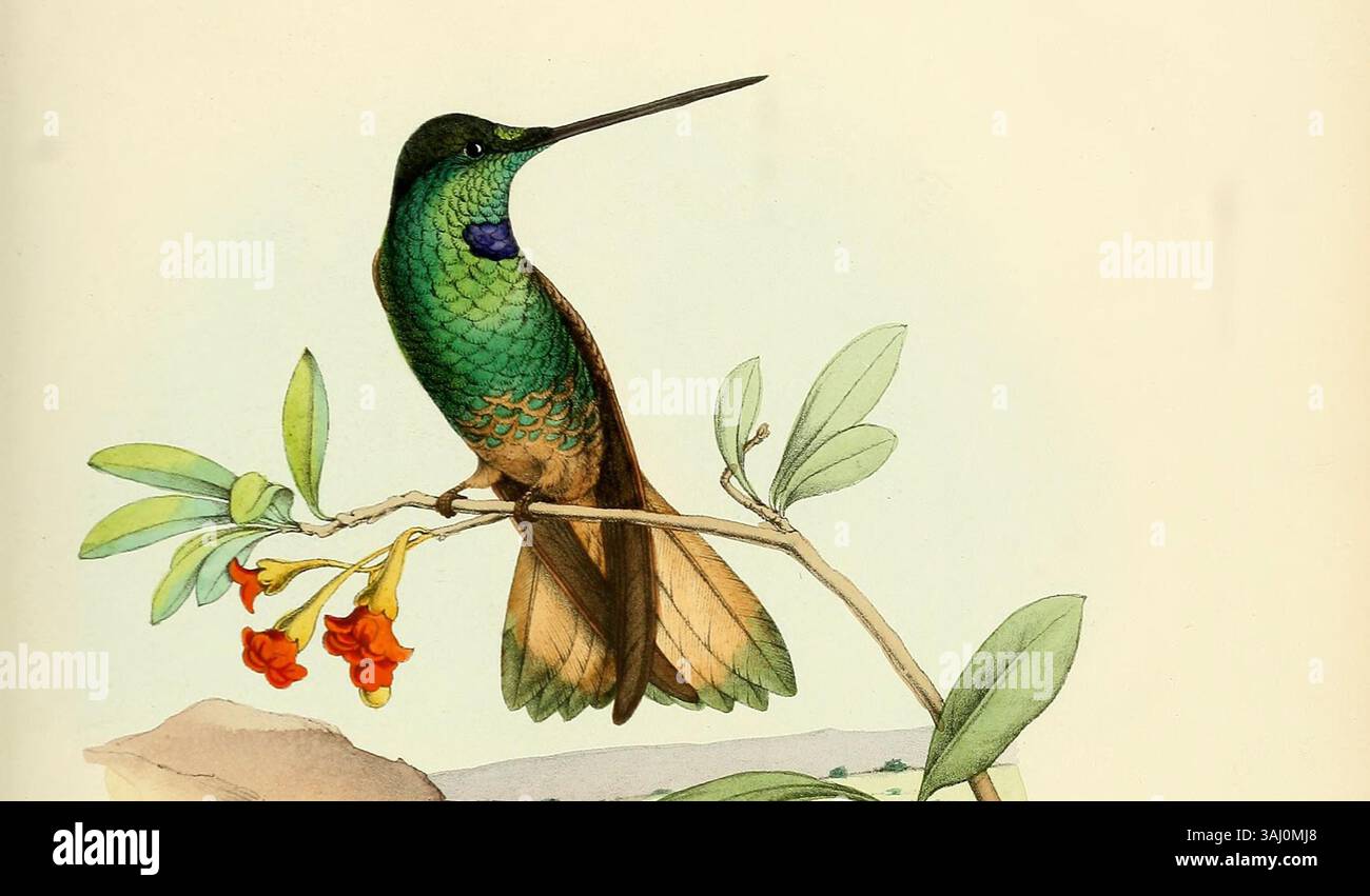 L'illustrazione di Louis Victor Bevalet del 1877 di Calligenia osculans, ora nota come Coeligena violifer osculans, rappresenta una specie di colibrì, contribuendo alla documentazione ornitologica del XIX secolo. Foto Stock
