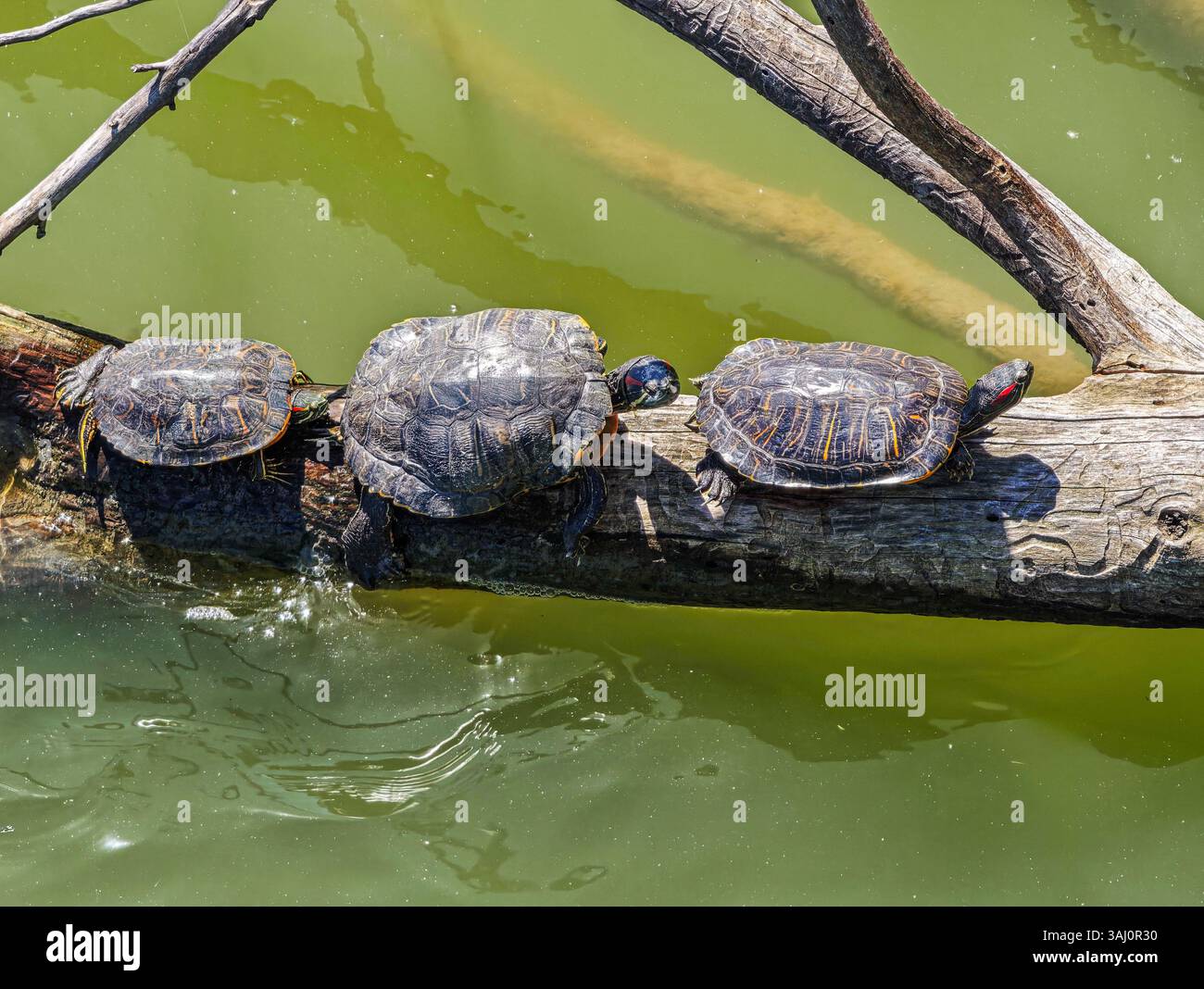 I cursori con orecchie rosse si crogiolano su un tronco nel fiume Guadalquivir, sollevando preoccupazioni per le specie autoctone nell'ecosistema di Siviglia. Foto Stock