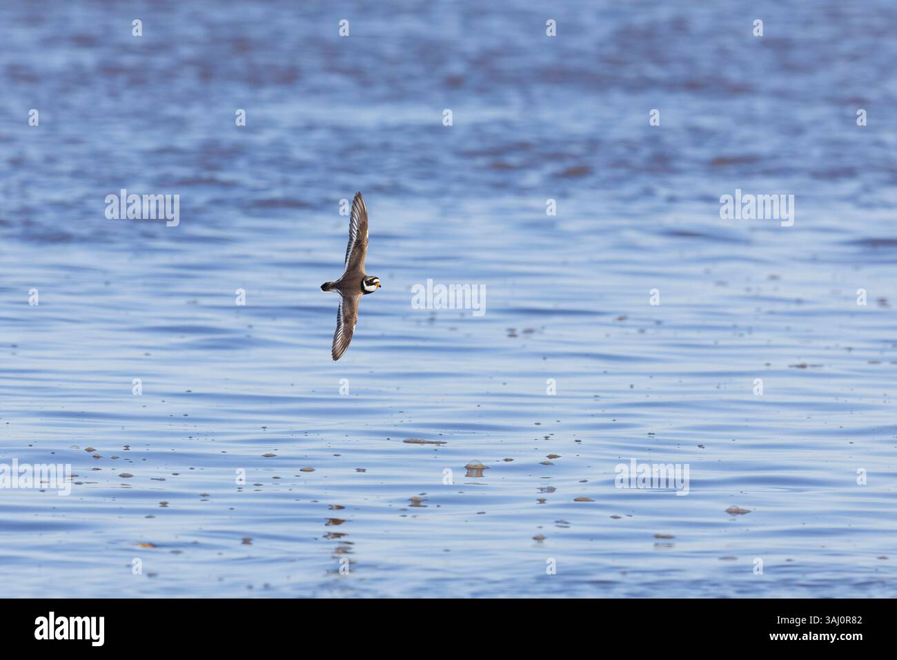 Ringed plover Charadrius hiaticula, piumaggio estivo maschile adulto in volo, RSPB Snettisham Nature Reserve, Norfolk, Inghilterra, aprile Foto Stock