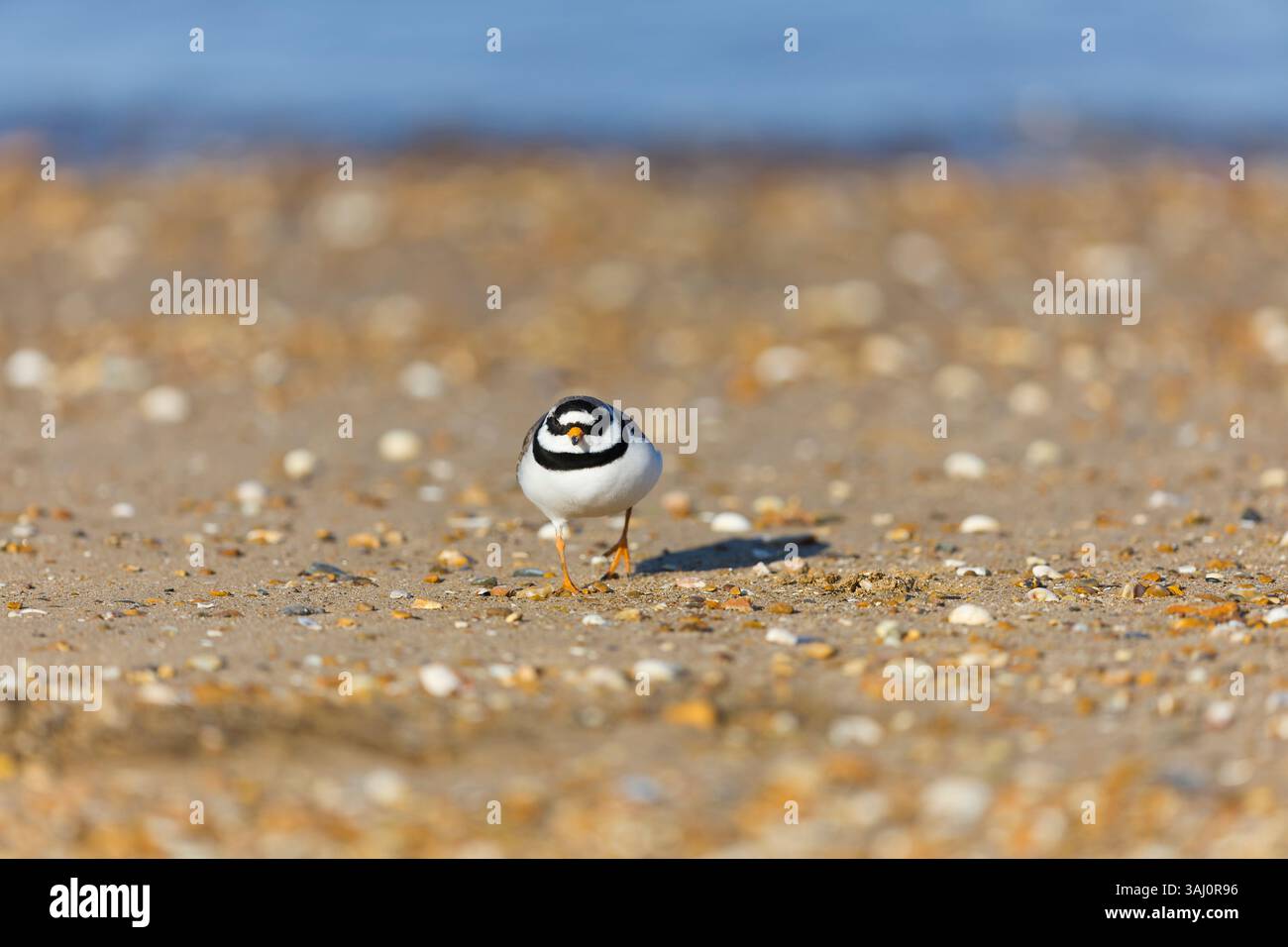plover ad anello Charadrius hiaticula, piumaggio estivo adulto che cammina sulla spiaggia, RSPB Snettisham Nature Reserve, Norfolk, Inghilterra, aprile Foto Stock