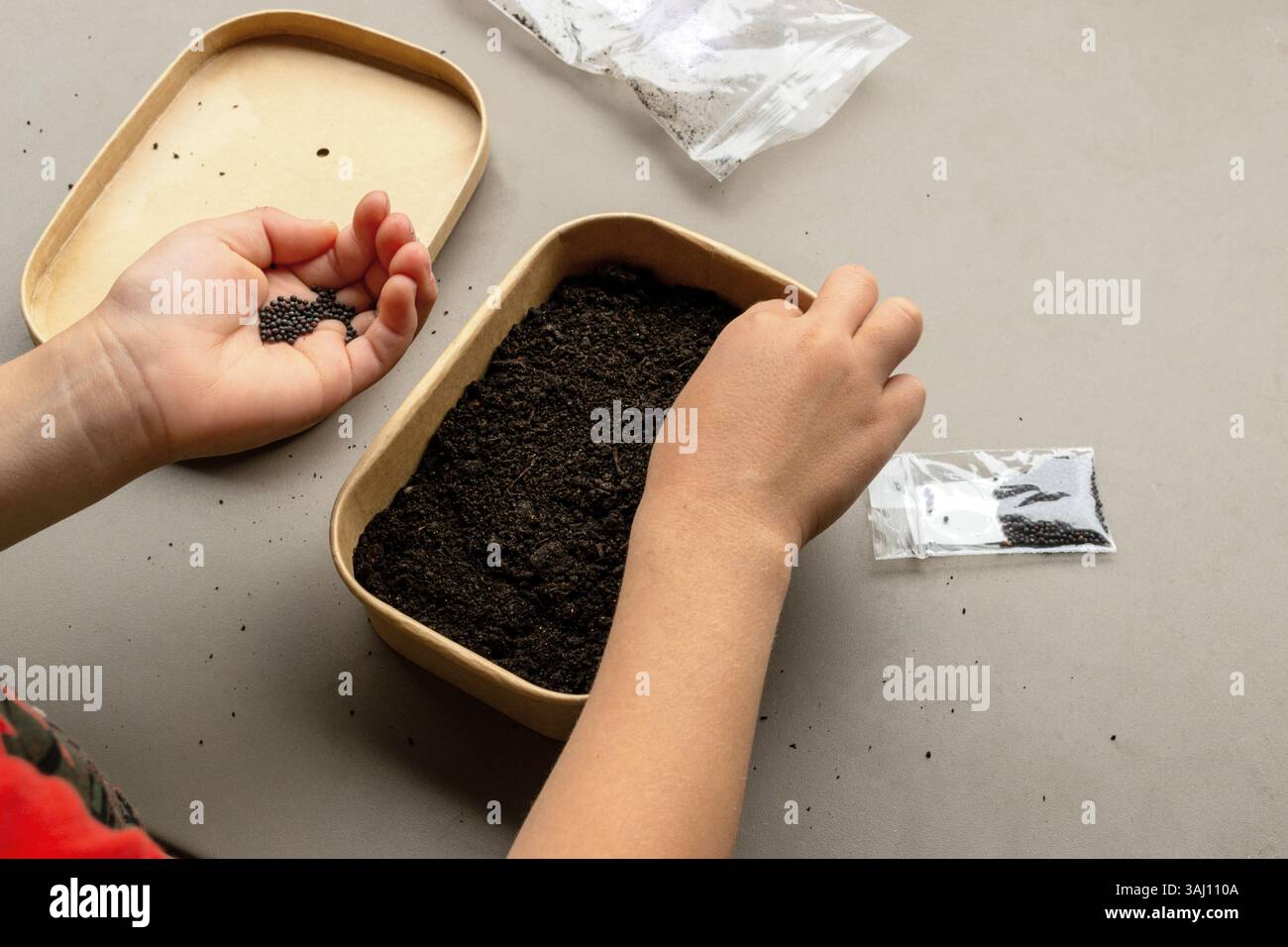 piante da bambino micro semi verdi, broccoli organici nel terreno. educazione ambientale per i bambini, alimentazione sana, kit per la crescita di microverde Foto Stock