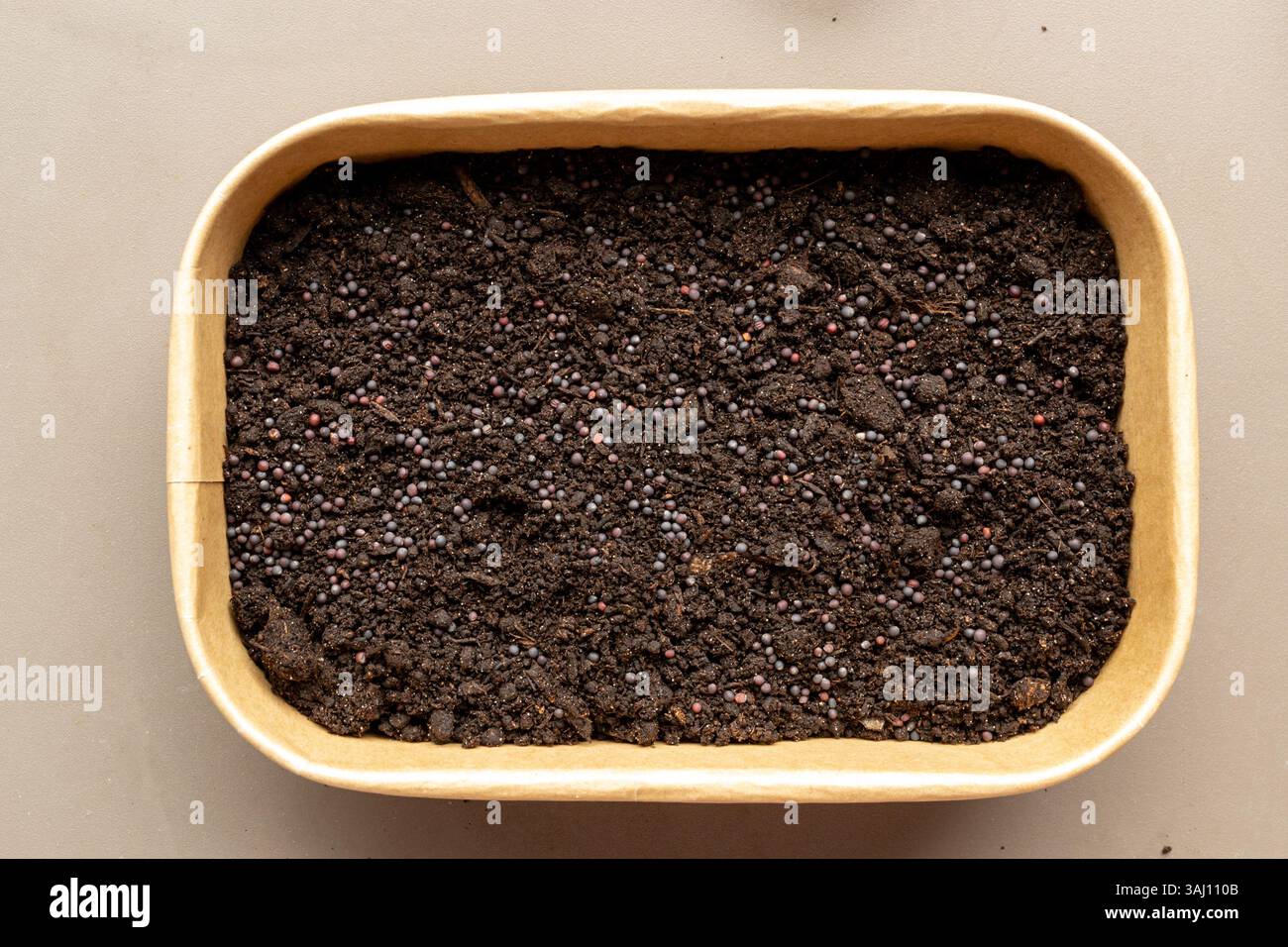 semi di broccoli microverdi piantati nel terreno, sopra la vista. alimentazione sana sostenibile, kit per la crescita di microverdi, piatto Foto Stock
