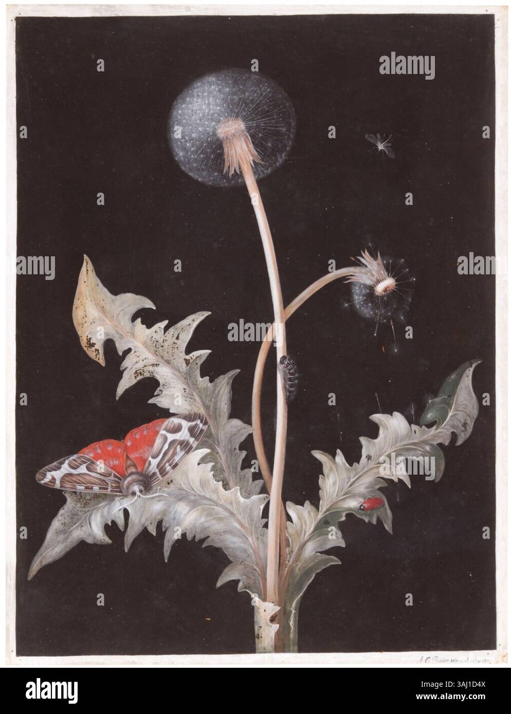 Un dipinto di guazzo di Johann Christoph Bayer, con un dente di leone e una falena. L'opera, firmata e incisa da Bayer, mette in risalto la delicata bellezza della natura attraverso i dettagli raffinati. Foto Stock Un dipinto di guazzo di Johann Christoph Bayer, con un dente di leone e una falena. L'opera, firmata e incisa da Bayer, mette in risalto la delicata bellezza della natura attraverso i dettagli raffinati. Foto Stock