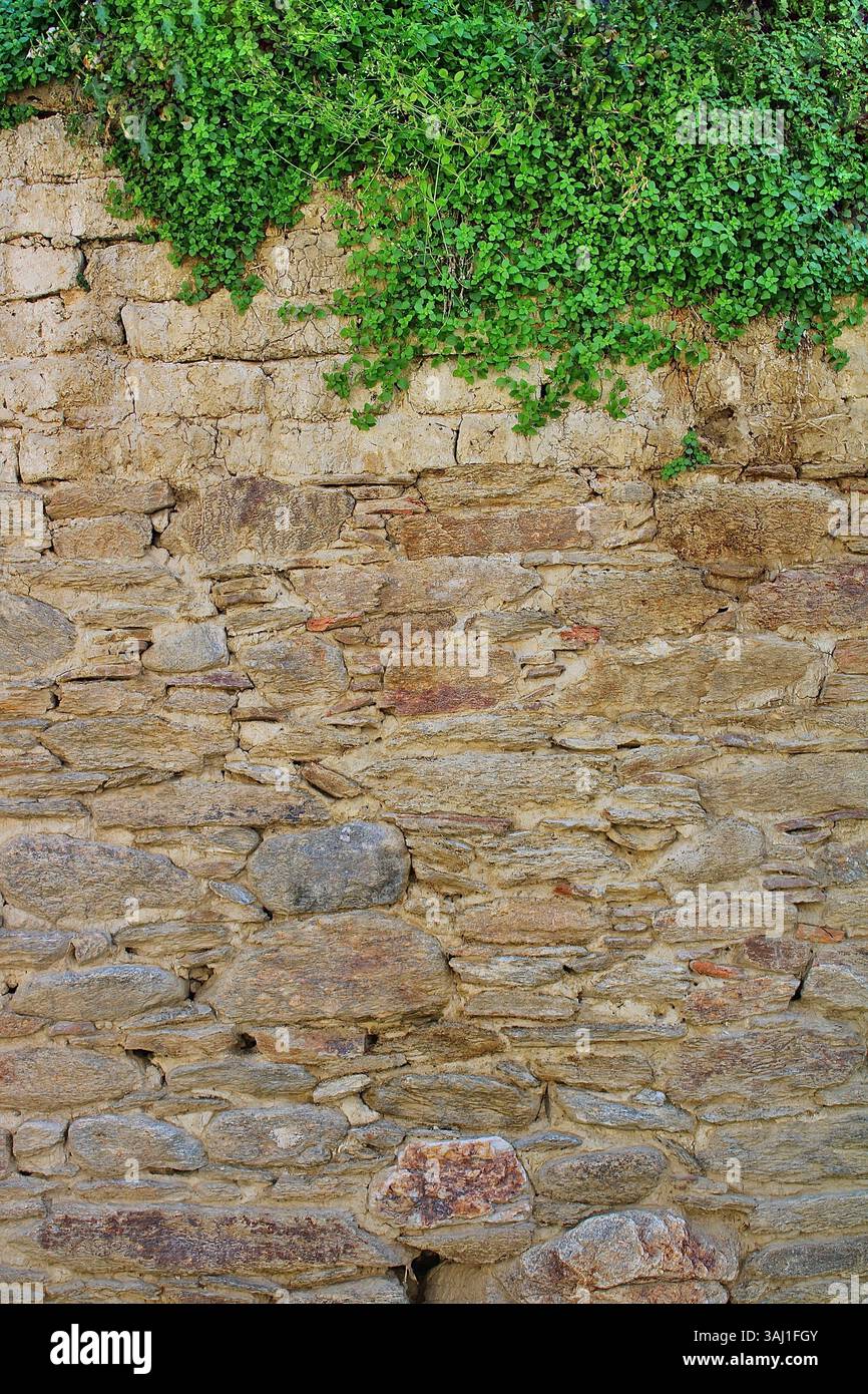 Vecchio muro in pietra con edera verde fresca, sfondo naturale rustico con texture visibili e dettagli botanici. Foto Stock