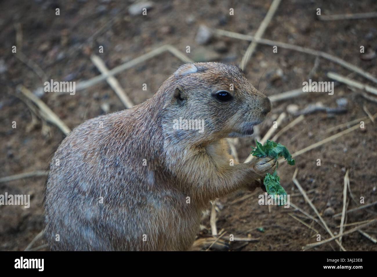 Fotografia naturalistica: Primo piano di un adorabile cane della prateria nordamericana che mangia una foglia fresca di lattuga che tiene tra le sue zampe. Foto Stock