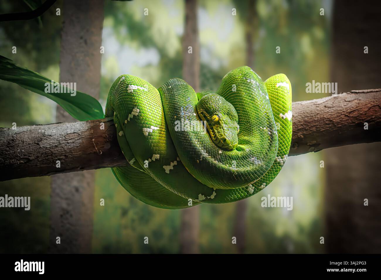 Emerald Tree Boa allo zoo di Cincinnati e ai giardini botanici Foto Stock