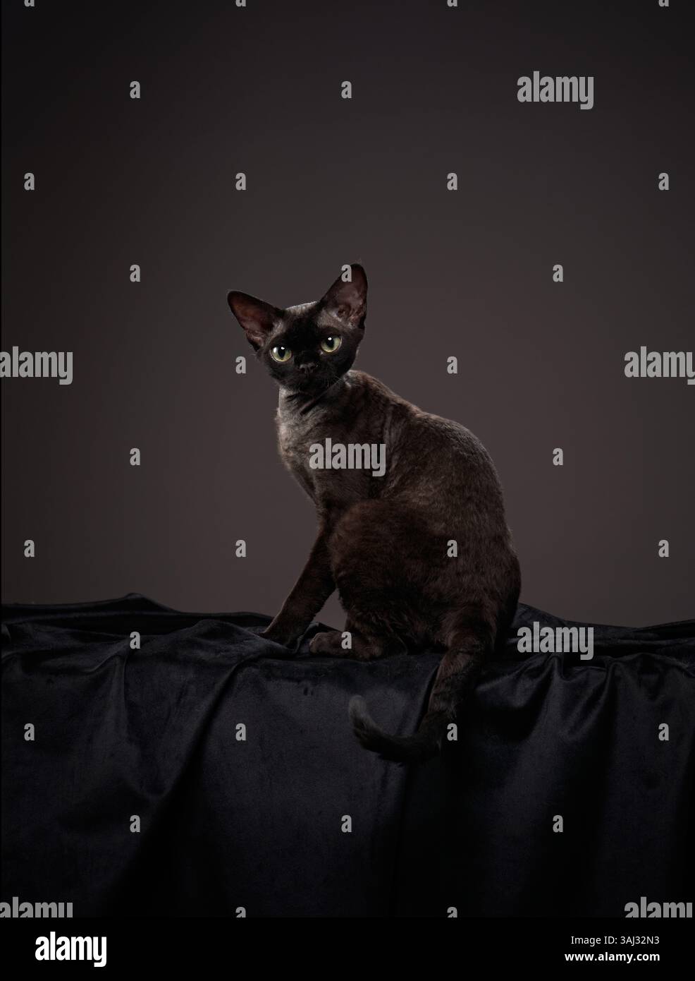 Un gatto Cornish Rex nero si trova su un tessuto scuro, guardando la fotocamera. La pelliccia riccia e le orecchie grandi sono evidenziate da un'illuminazione soffusa da studio. Foto Stock