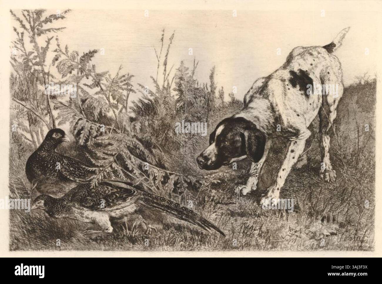 Questa incisione del 1882 di Charles Verlat presenta due fagiani e un cane, mostrando la sua abilità nel catturare la natura con dettagli intricati. L'incisione fa parte della collezione del British Museum. Foto Stock