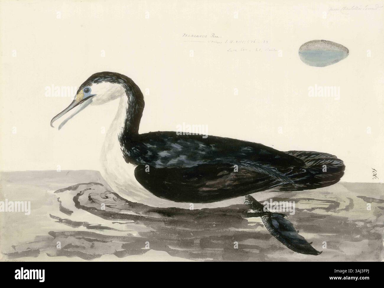 "Phalacrocorax varius" di Georg Forster è un acquerello tratto dal secondo viaggio di James Cook verso il Pacifico (1772-1775). Questa illustrazione raffigura il cormorano di pied australiano, fornendo una vista naturalistica dell'uccello nel suo ambiente. Foto Stock "Phalacrocorax varius" di Georg Forster è un acquerello tratto dal secondo viaggio di James Cook verso il Pacifico (1772-1775). Questa illustrazione raffigura il cormorano di pied australiano, fornendo una vista naturalistica dell'uccello nel suo ambiente. Foto Stock