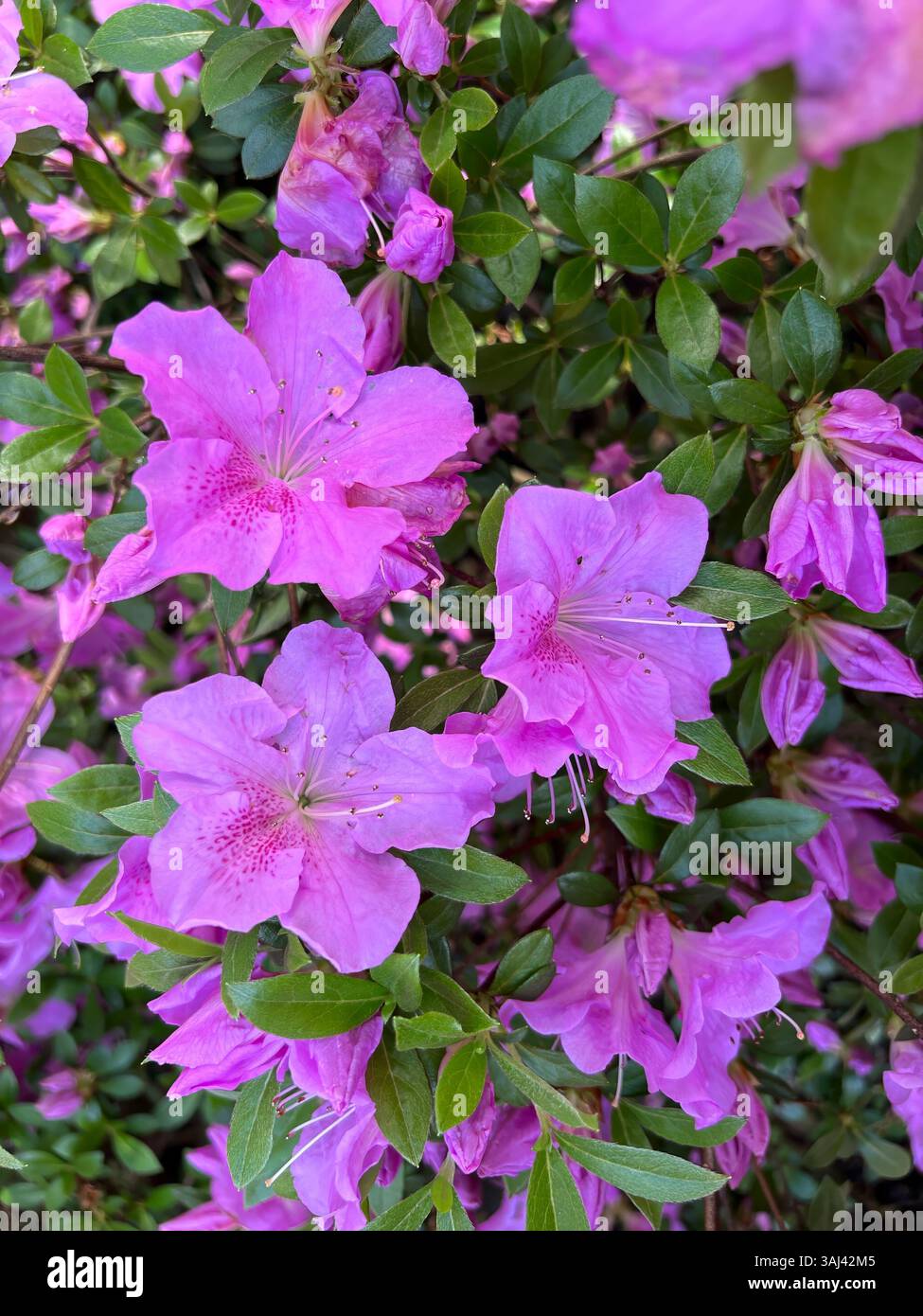 Fiori di azalea rosa brillante in piena fioritura con foglie verdi lussureggianti, catturando l'essenza della primavera in un vivace ambiente giardino. Foto Stock