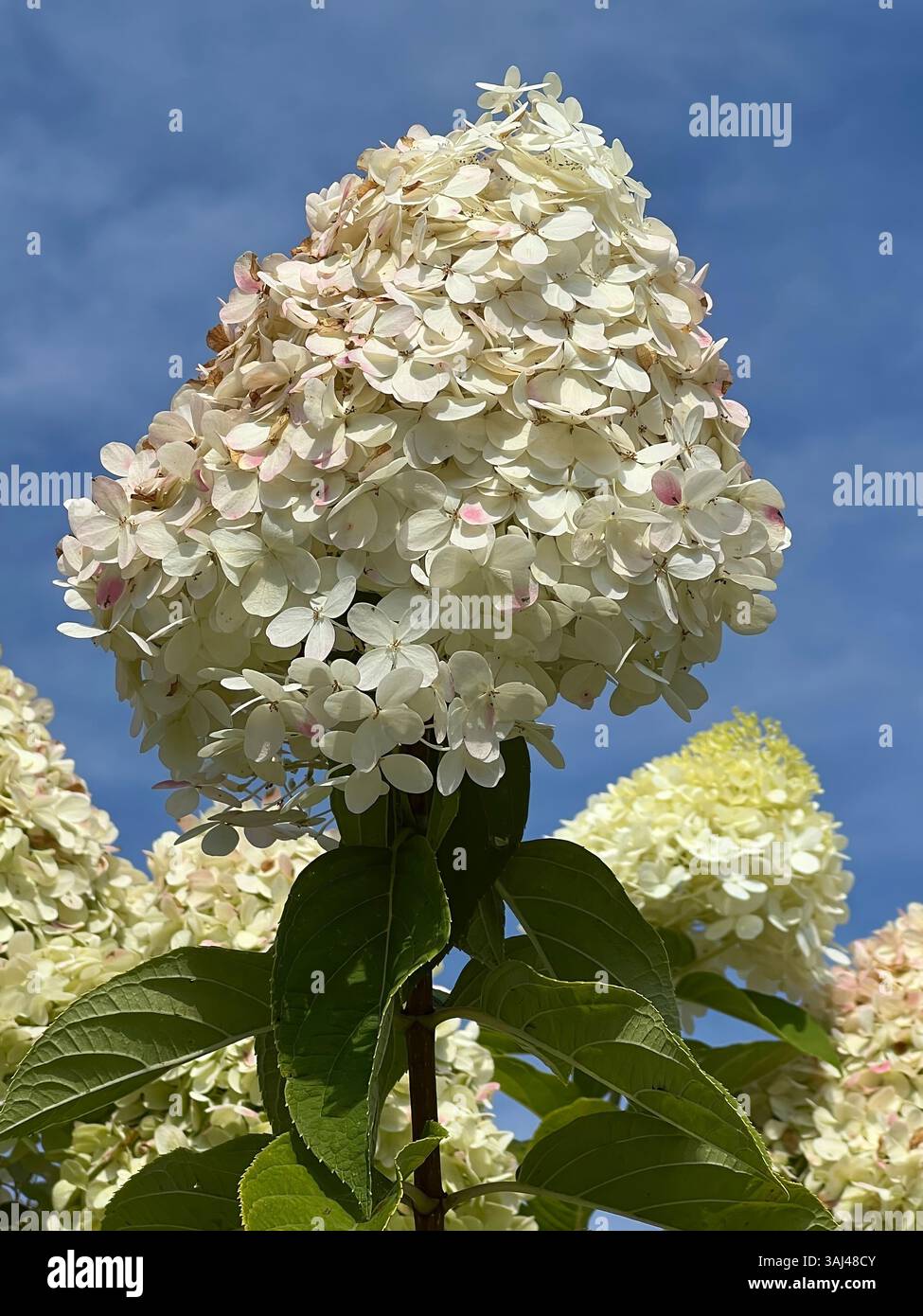 Ortensie bianche fioriscono in piena fioritura sotto un cielo blu, mostrando delicati petali e lussureggiante vegetazione in un vivace giardino estivo. Foto Stock
