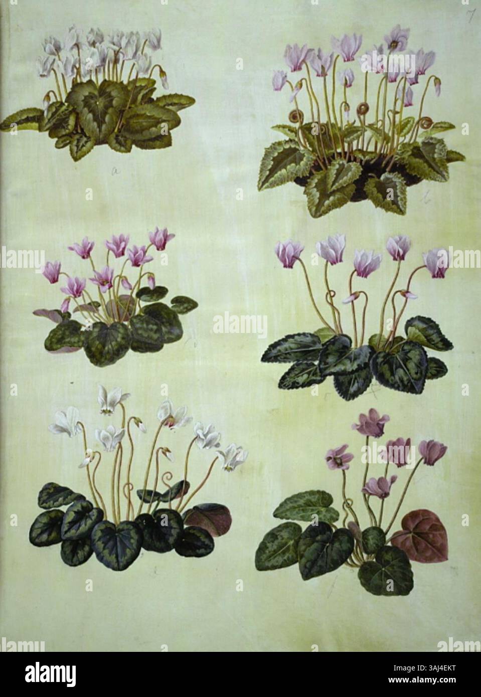 Illustrazione botanica di Hans Simon Holtzbecker, raffigurante Cyclamen hederifolium e Cyclamen purascens, creata tra il 1649 e il 1659. L'opera d'arte fa parte del codice Gottorfer, ospitato presso lo Statens Museum for Kunst, che espone dettagliate specie vegetali. Foto Stock