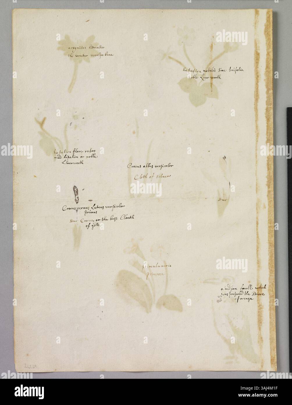 Questa pagina di acquerelli di Alexander Marshal (c. 1620-82) presenta piante come aconite invernale, erba di Liverwort, croco a due fiori e croco di Susa, con una Primrose comune, un cane e un uccello. Foto Stock Questa pagina di acquerelli di Alexander Marshal (c. 1620-82) presenta piante come aconite invernale, erba di Liverwort, croco a due fiori e croco di Susa, con una Primrose comune, un cane e un uccello. Foto Stock