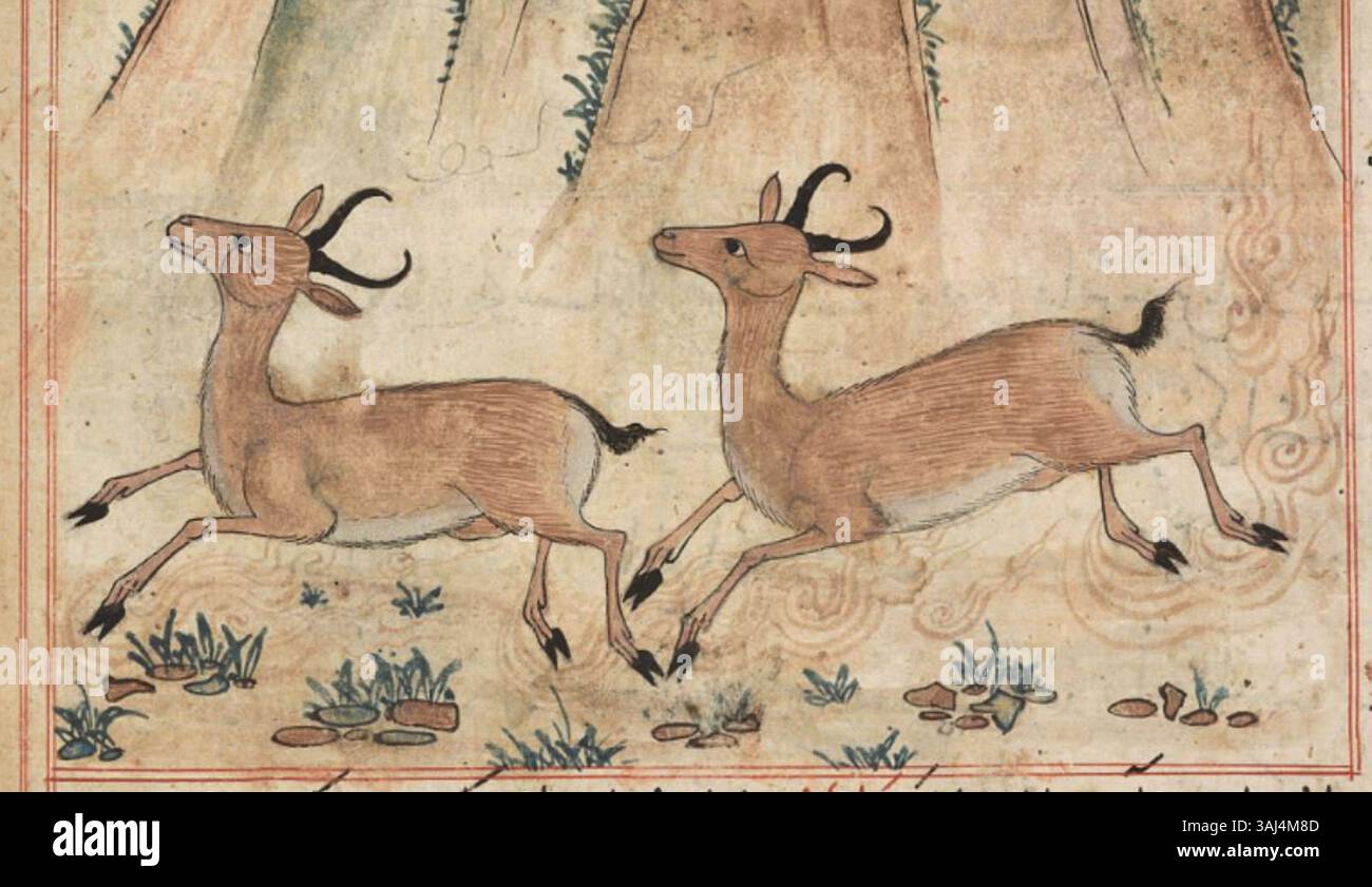 Questa dettagliata descrizione di due gazzelle nel manoscritto del 1297-1300 cattura l'eleganza e la fluidità di questi animali, sottolineando la struttura delicata e il movimento grazioso caratteristico delle rappresentazioni della fauna selvatica persiana. Foto Stock