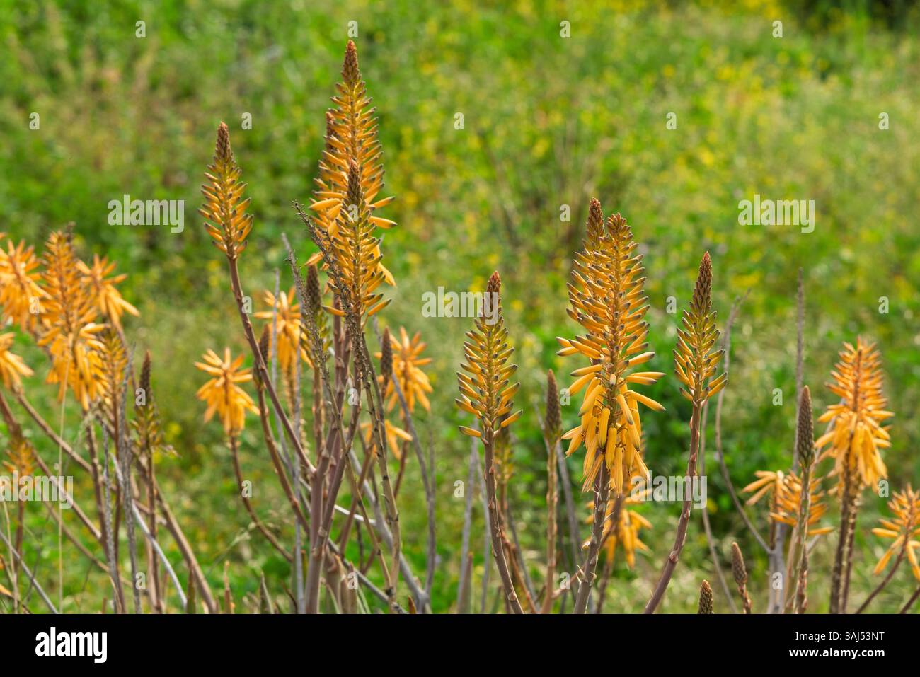 Planta de aloe vera en flor en primavera Foto Stock
