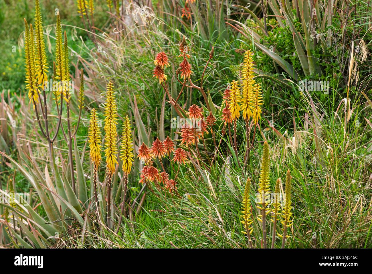 Planta de aloe vera en flor en primavera Foto Stock