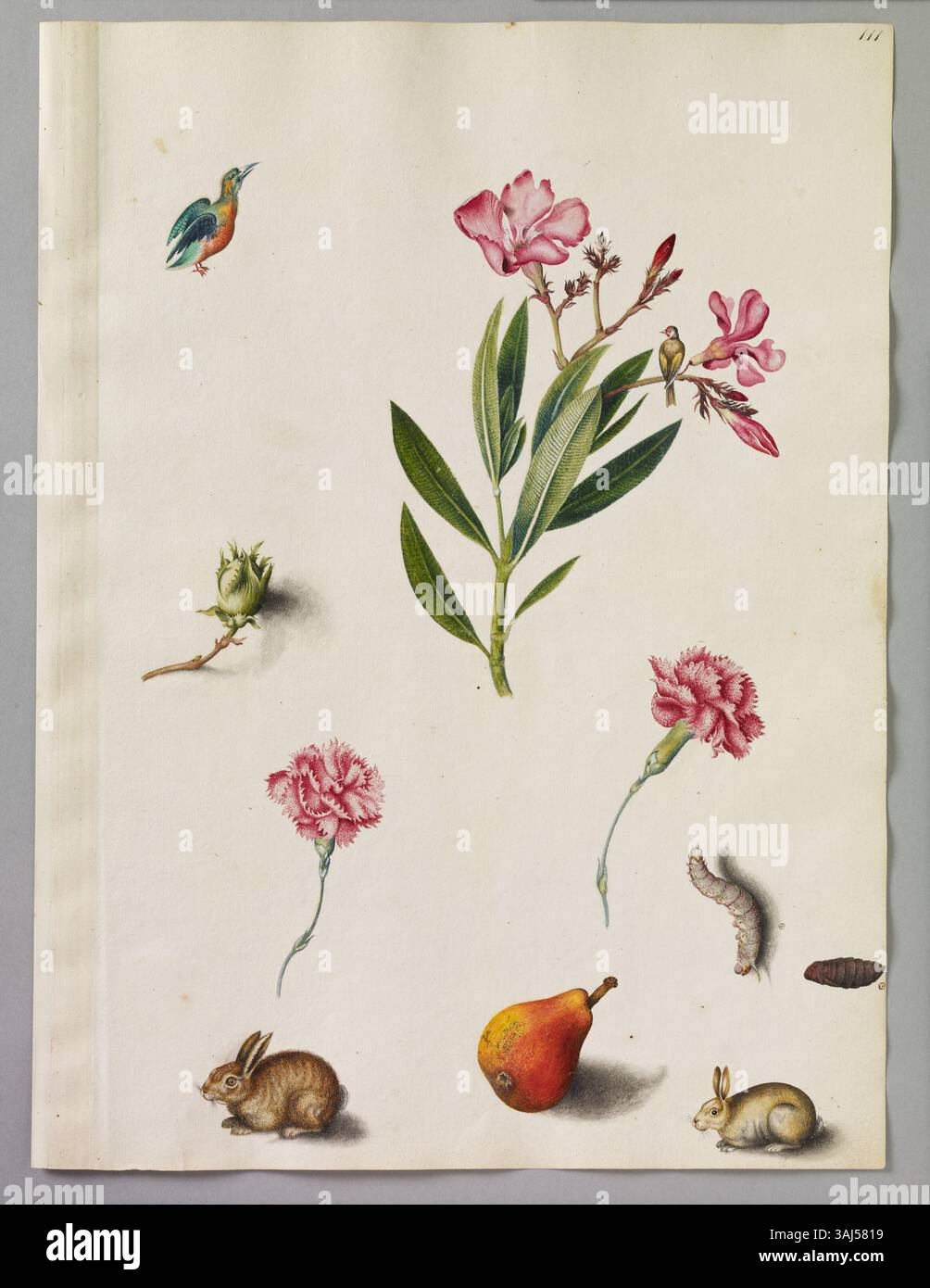 Pagina di acquerello di Alexander Marshal raffigurante un rametto di Oleander con un uccello, Catherine Pear, due conigli, uccello in miniatura, garofani, bud, Caterpillar e crisalide. Foto Stock Pagina di acquerello di Alexander Marshal raffigurante un rametto di Oleander con un uccello, Catherine Pear, due conigli, uccello in miniatura, garofani, bud, Caterpillar e crisalide. Foto Stock