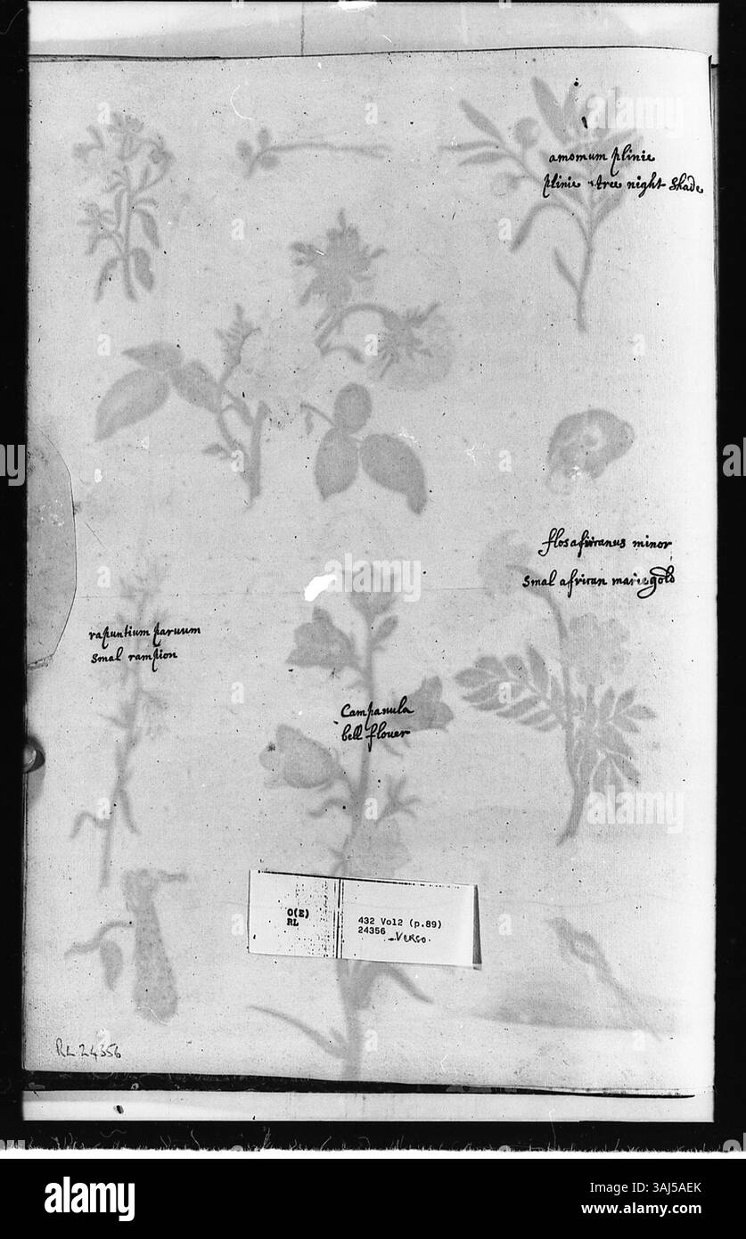 Un acquerello di Alexander Marshal che mostra un mix di uccelli come Magpie e pavone, accanto a fiori come Red Rose e African Marigold, che rappresentano le sue diverse opere botaniche e naturalistiche. Foto Stock