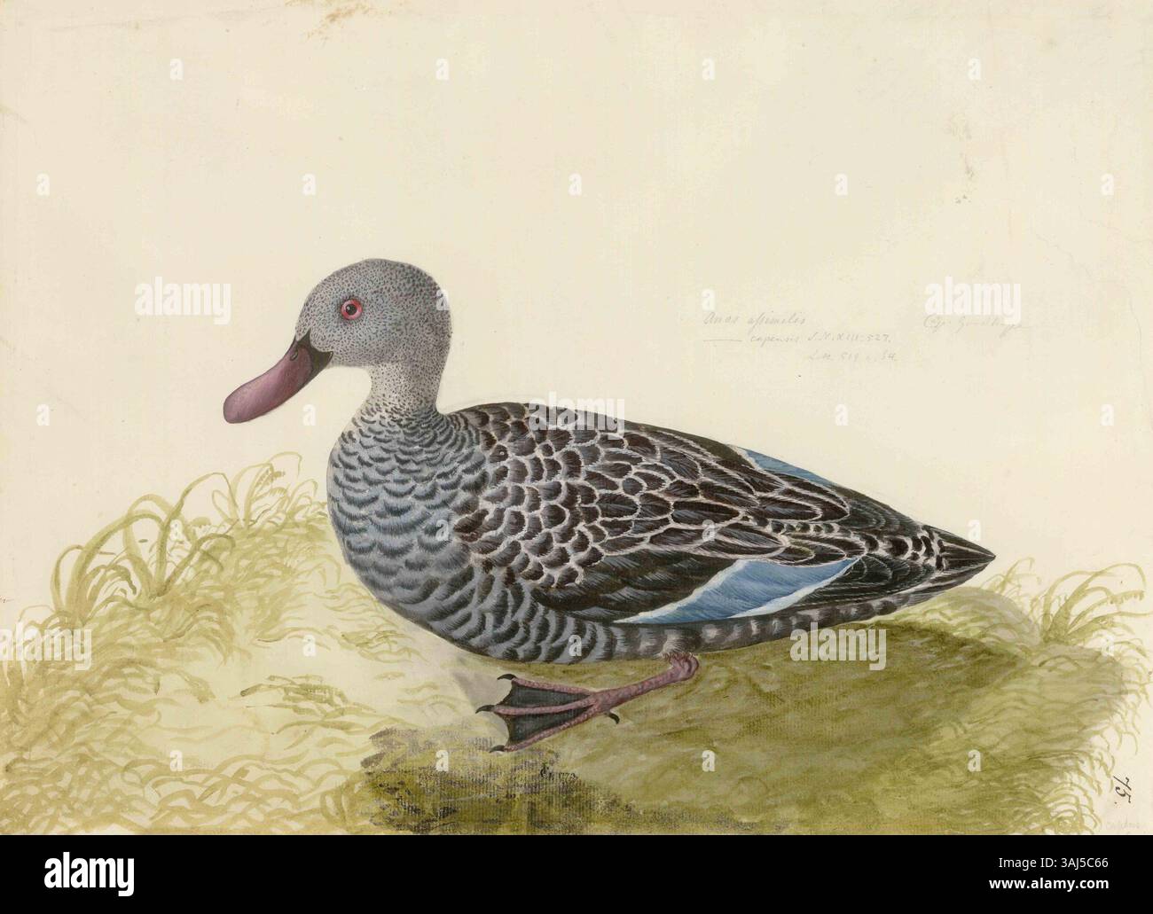 L'acquerello di Georg Forster del Capo (Anas capensis), dipinto nel 1773, fa parte del suo lavoro durante il secondo viaggio di Cook nel Pacifico. Fornisce una rappresentazione scientifica delle specie di uccelli. Foto Stock L'acquerello di Georg Forster del Capo (Anas capensis), dipinto nel 1773, fa parte del suo lavoro durante il secondo viaggio di Cook nel Pacifico. Fornisce una rappresentazione scientifica delle specie di uccelli. Foto Stock