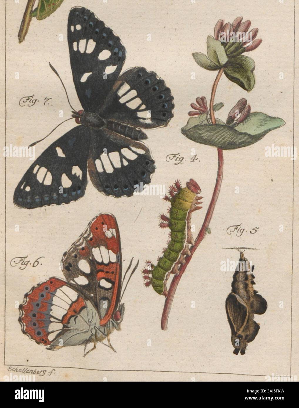 Questa illustrazione di Johann Rudolph Schellenberg del 1778 raffigura la specie delle farfalle Limenitis reducta, mostrata in dettagliata forma entomologica. Faceva parte del "Magazin für die Liebhaber der Entomologie" pubblicato da Füssli. Foto Stock