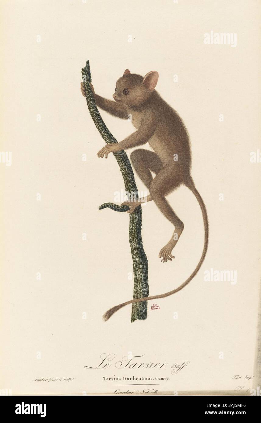 Le Tarsier (Audebert) raffigura il Tarsius daubentonii, un piccolo primate, parte della serie "Histoire naturelle des singes et des makis" di Jean-Baptiste Audebert. L'illustrazione del 1799 mostra la specie con caratteristici occhi grandi e corpo piccolo, sottolineando le caratteristiche naturali dell'animale. Foto Stock