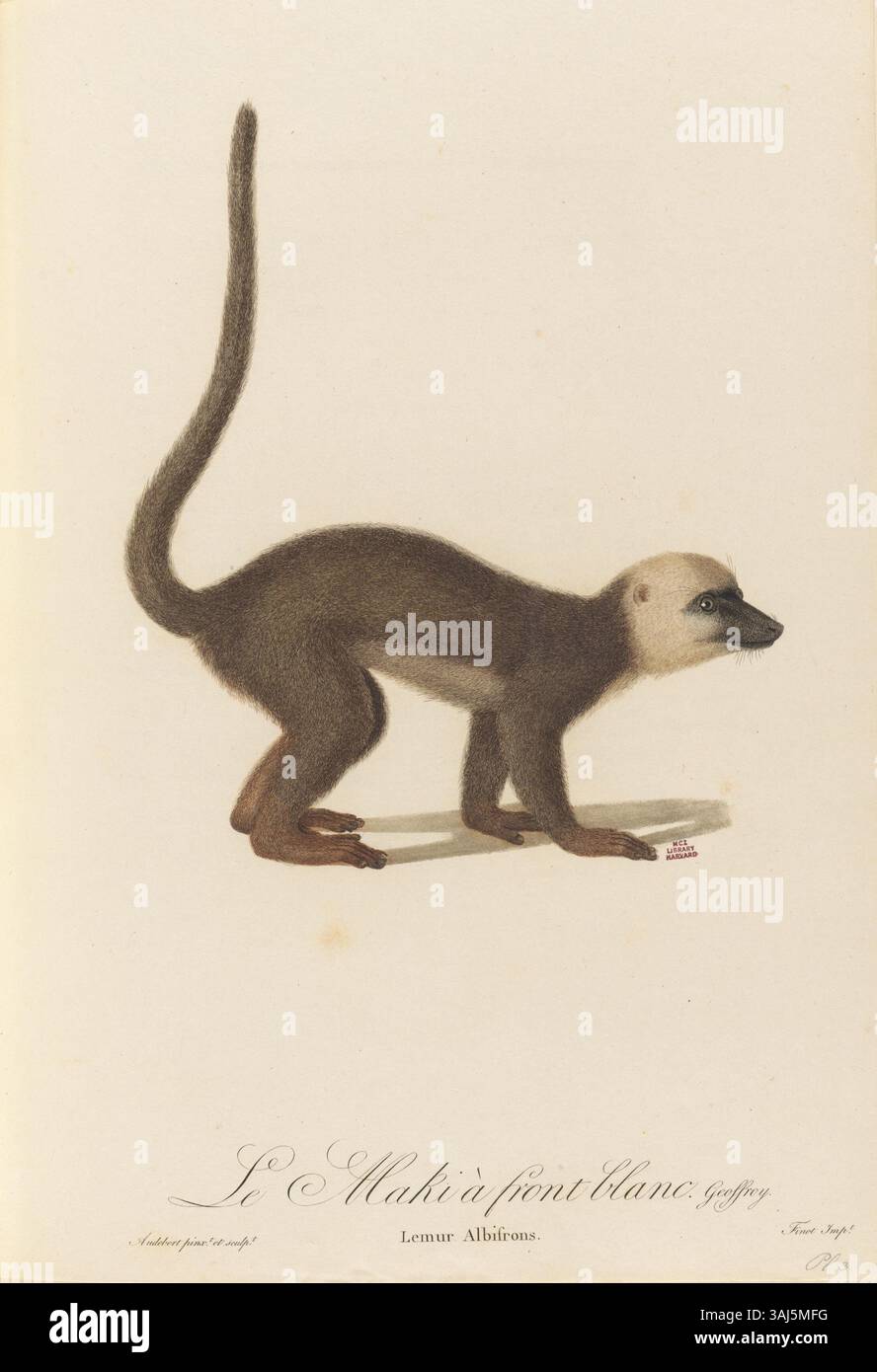 Questa illustrazione del 1799 di Jean-Baptiste Audebert raffigura il lemure di Lemur albifrons, o lemure bianco, dalla sua Histoire naturelle des singes et des makis. Fa parte di uno studio scientifico sui primati della fine del XVIII secolo. Foto Stock