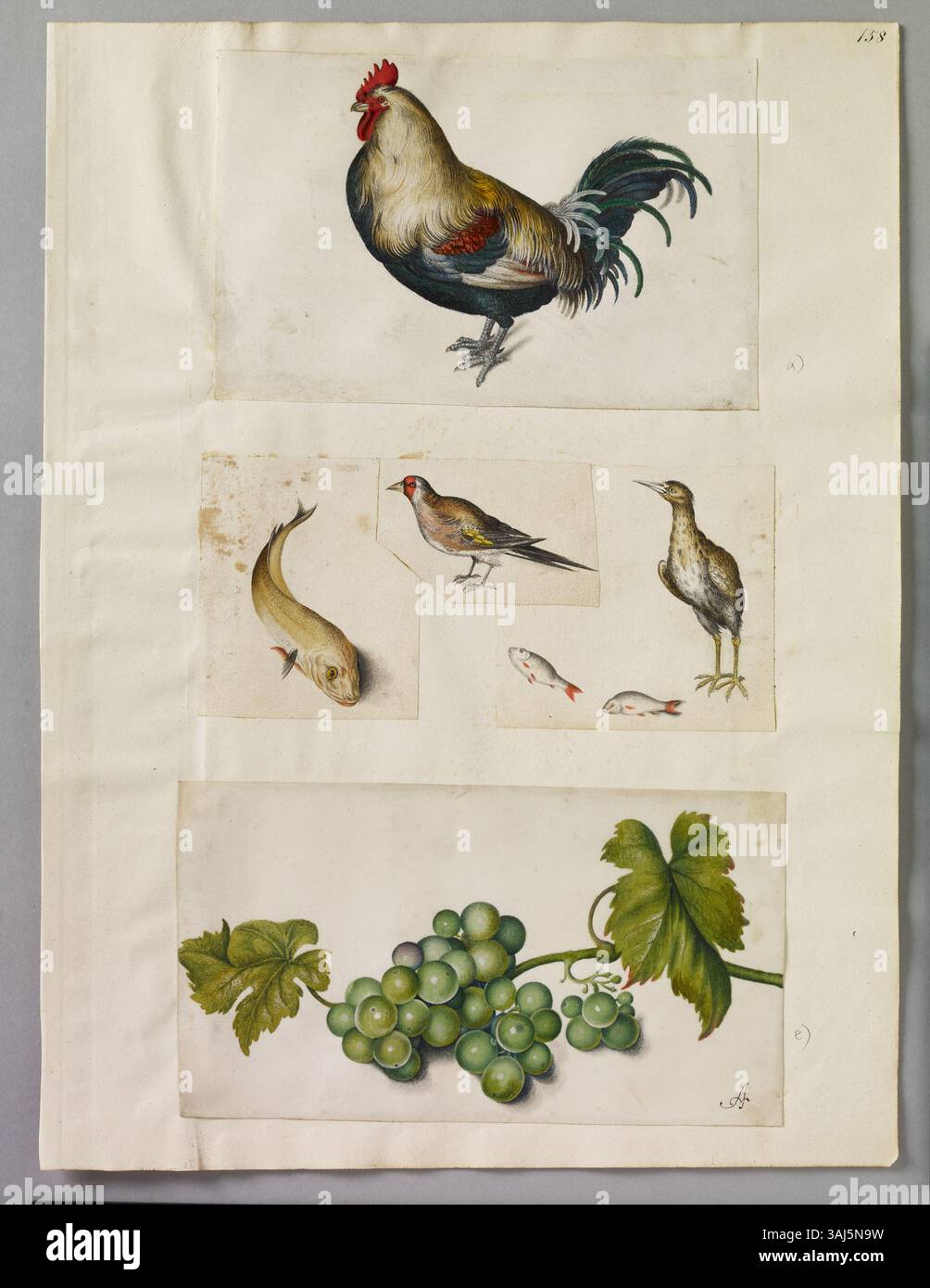 Pagina acquerello di Alexander Marshal con Cockerel, pesce, uccello, Heron con pesce e un mucchio di uva verde. Foto Stock Pagina acquerello di Alexander Marshal con Cockerel, pesce, uccello, Heron con pesce e un mucchio di uva verde. Foto Stock
