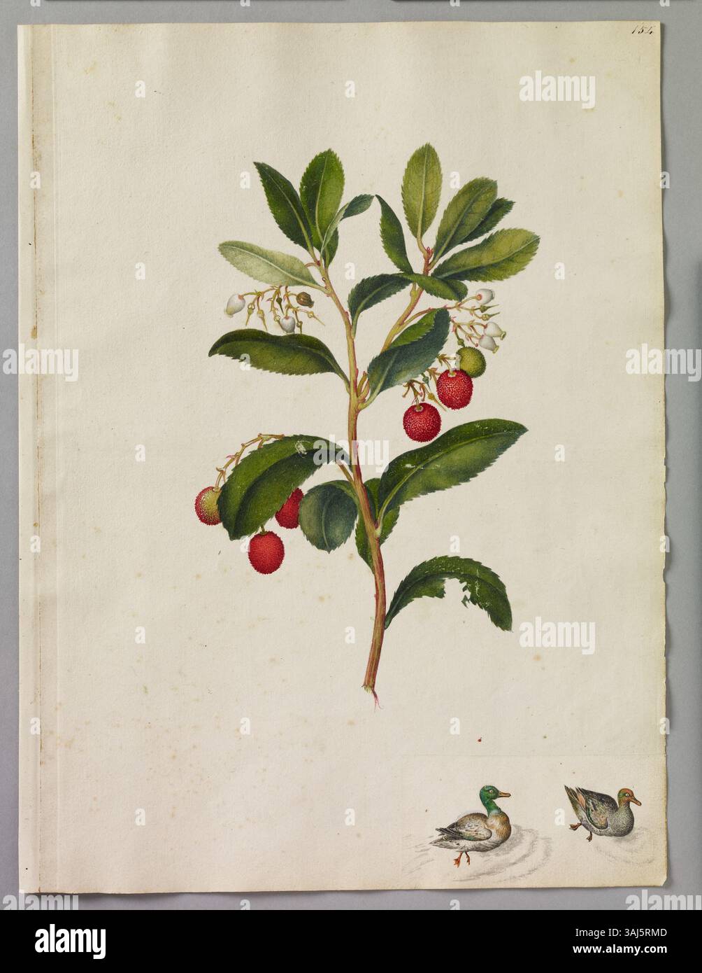 Una pagina di acquerello di Alexander Marshal raffigurante un rametto di Arbuto con i suoi frutti, insieme a due anatre in miniatura incollate sulla pagina. Foto Stock Una pagina di acquerello di Alexander Marshal raffigurante un rametto di Arbuto con i suoi frutti, insieme a due anatre in miniatura incollate sulla pagina. Foto Stock