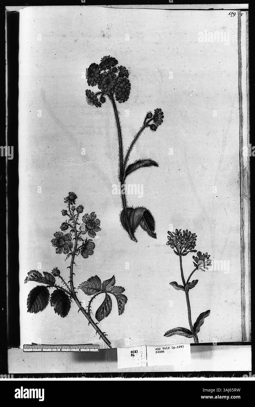 Questo acquerello di Alexander Marshal (c. 1620-82) illustra tre piante in fiore: Un cespuglio bramble, un'alga arancione e un centaurio comune. Foto Stock