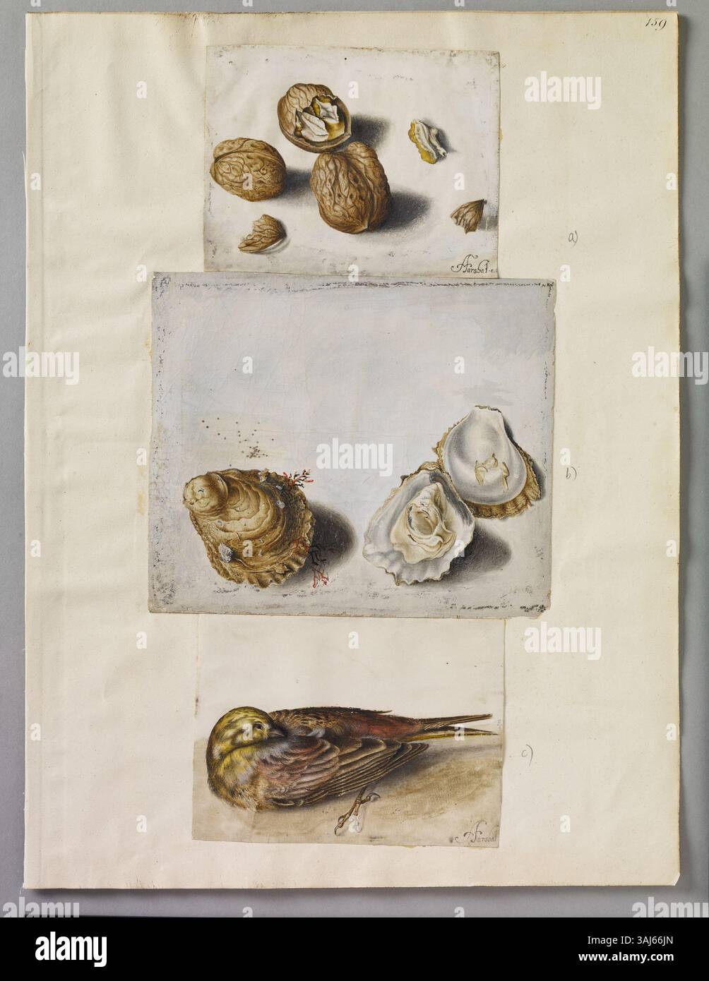 Una pagina di acquerelli di Alexander Marshal raffigurante tre noci (una incrinata), due ostriche (una aperta) e un Bullfinch morto. Foto Stock Una pagina di acquerelli di Alexander Marshal raffigurante tre noci (una incrinata), due ostriche (una aperta) e un Bullfinch morto. Foto Stock
