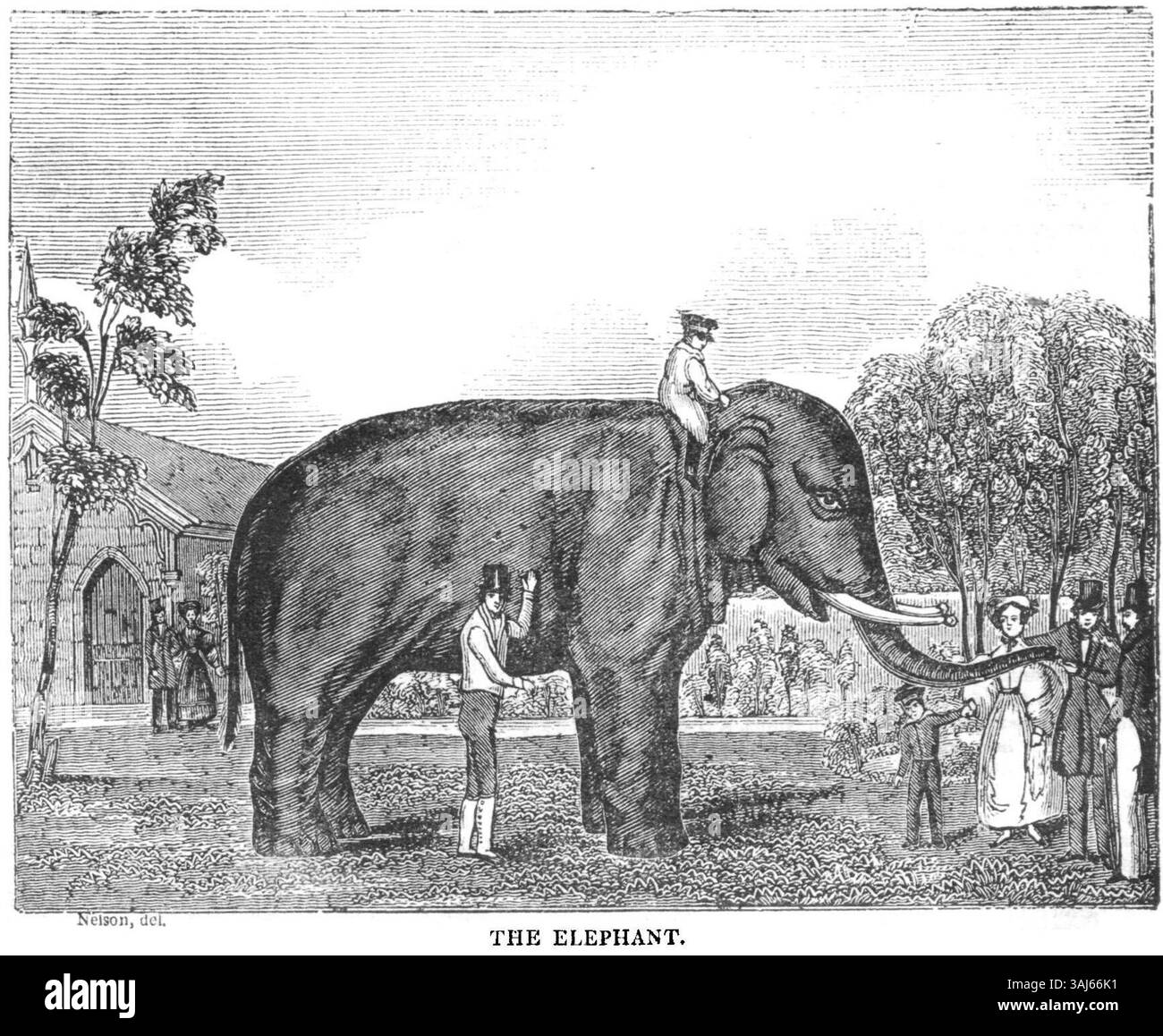 L'incisione del 1835 dell'elefante nel Dublin Penny Journal ritrae l'animale come un simbolo di forza e maestosità, riflettendo il suo significato culturale nell'iconografia irlandese del XIX secolo. Foto Stock