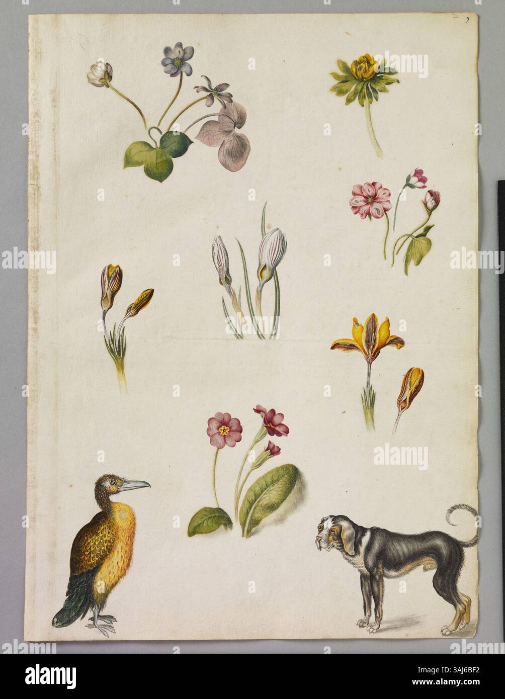 Questo acquerello di Alexander Marshal (c. 1620-82) raffigura una varietà di piante tra cui aconite invernale, erba di Liverwort, croco a due fiori e croco di Susa nell'Iran occidentale, insieme a una Primrose comune, un cane e un uccello. Foto Stock Questo acquerello di Alexander Marshal (c. 1620-82) raffigura una varietà di piante tra cui aconite invernale, erba di Liverwort, croco a due fiori e croco di Susa nell'Iran occidentale, insieme a una Primrose comune, un cane e un uccello. Foto Stock