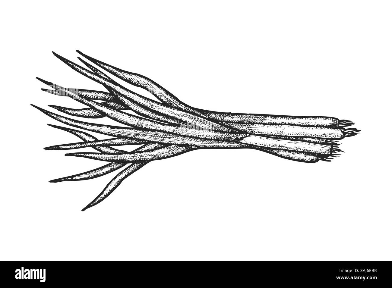 Schizzo vettoriale della cipolla germinante o del bulbo di scallio. Verdure naturali trafilate a mano per dieta vegetariana o ingrediente per insalate vegane. Spezie biologiche. Illustrazione Vettoriale