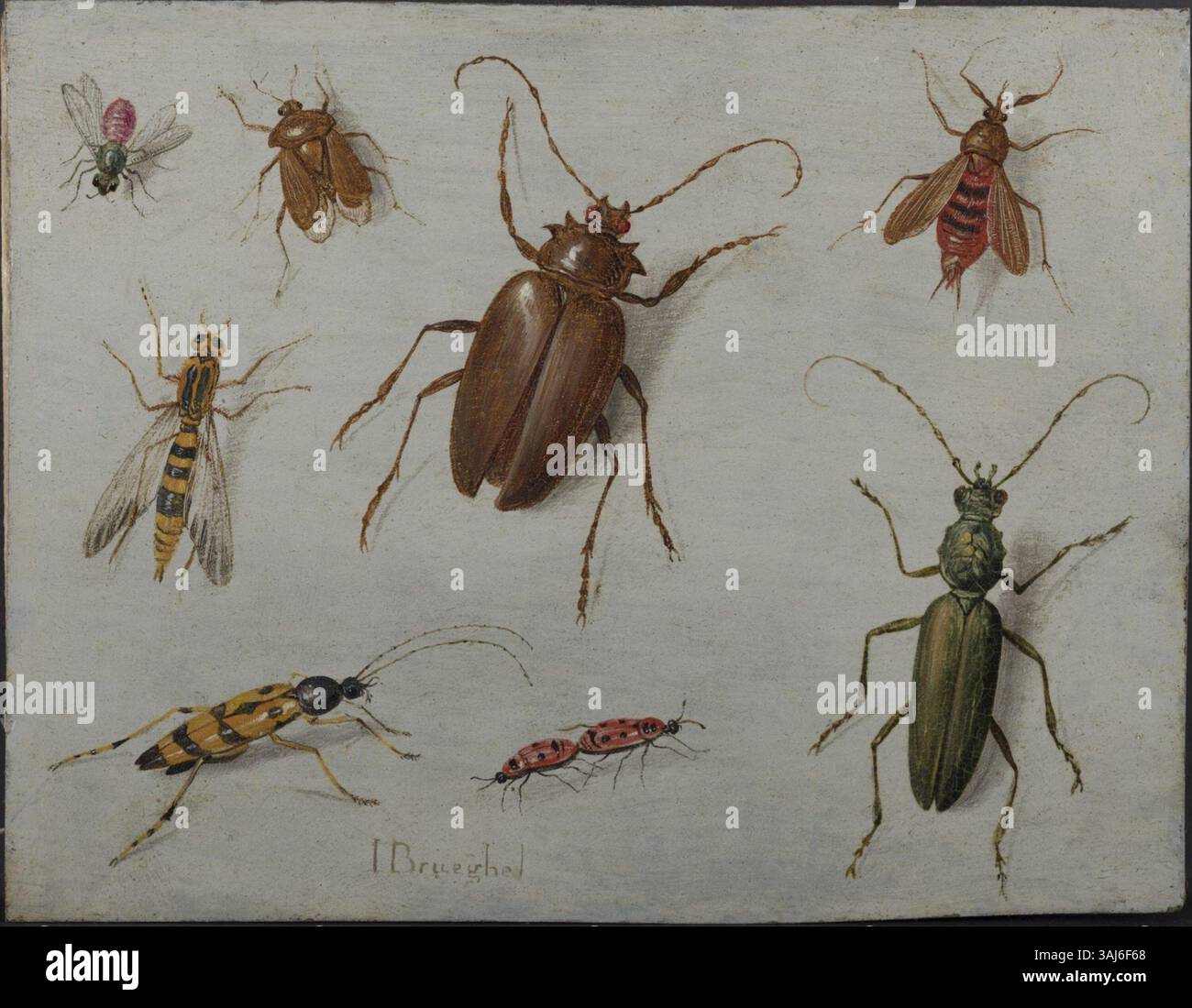 Uno studio sugli insetti di Jan van Kessel il Vecchio, dipinto tra il 1645 e il 1679, mostra le osservazioni dettagliate dell'artista sulla natura. L'olio su pezzo di rame è firmato da J. Brueghel, evidenziando la collaborazione tra i due artisti durante il XVII secolo. Foto Stock