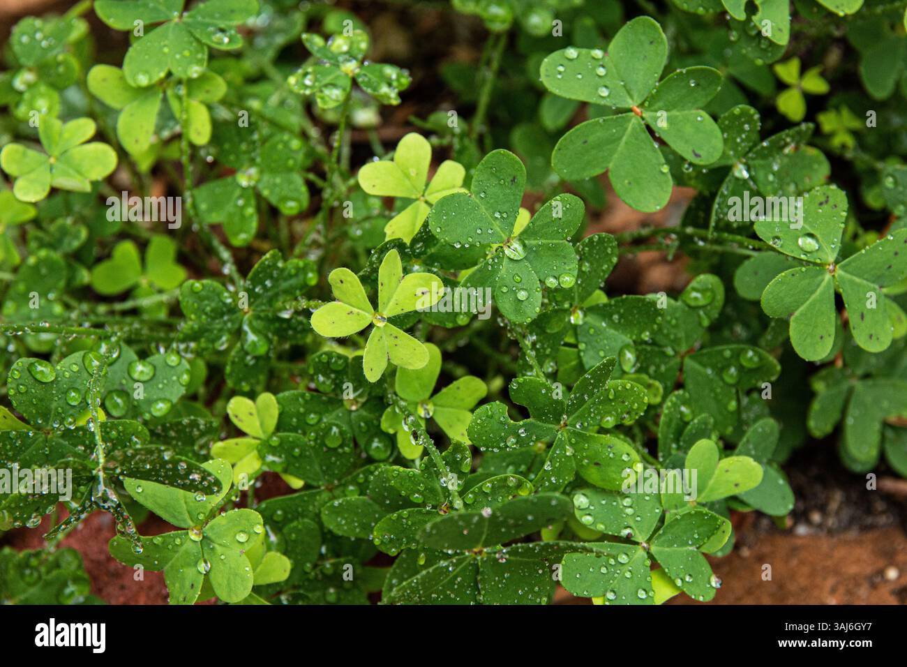 Trifoglio verde brillante con gocce di rugiada al mattino. Foto Stock
