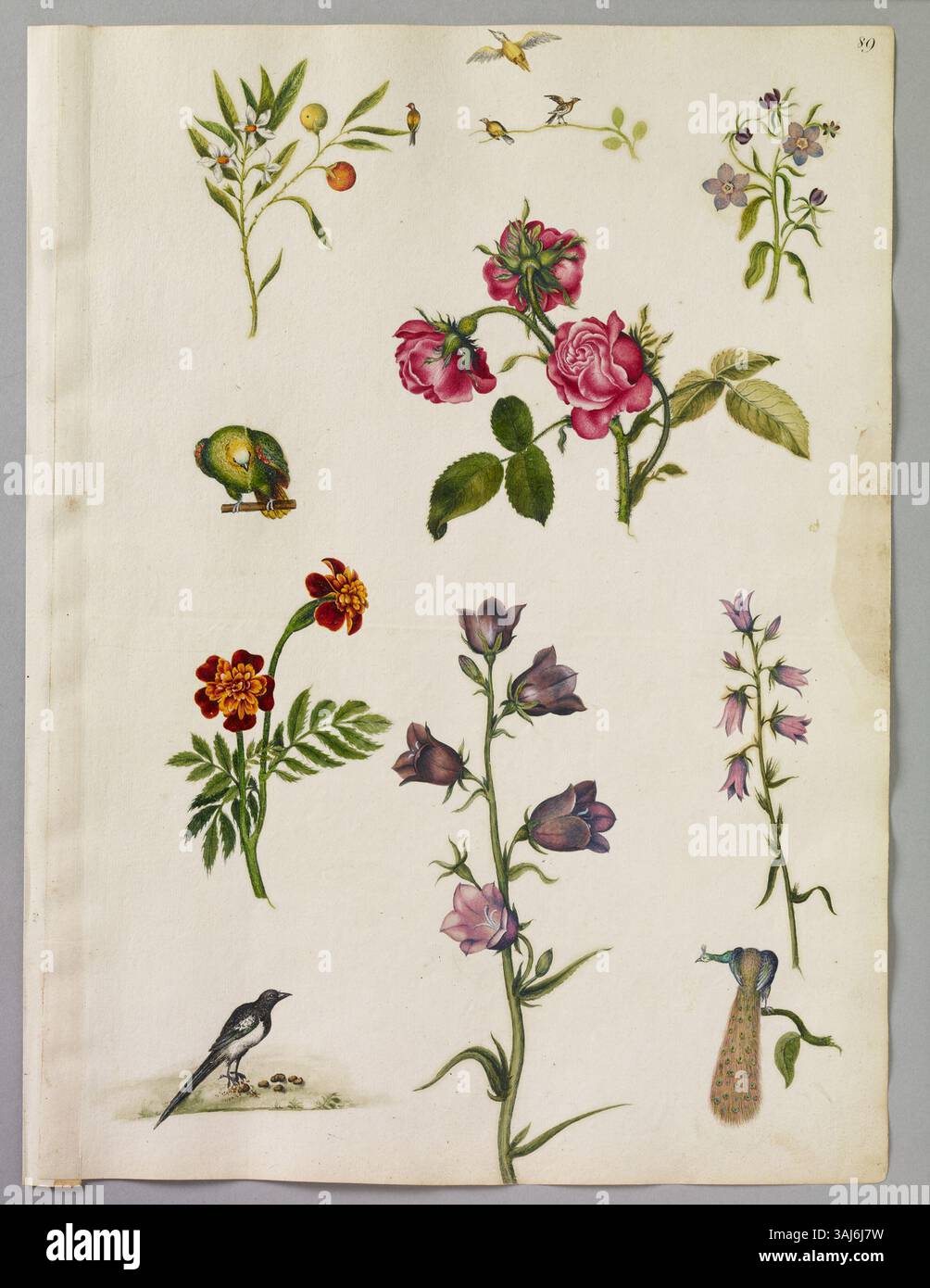 Un acquerello dettagliato di Alexander Marshal che mostra una varietà di uccelli, tra cui un Magpie, un pappagallo verde e un pavone, insieme a varie piante come la Rosa Rossa e il Marigold africano. Foto Stock Un acquerello dettagliato di Alexander Marshal che mostra una varietà di uccelli, tra cui un Magpie, un pappagallo verde e un pavone, insieme a varie piante come la Rosa Rossa e il Marigold africano. Foto Stock