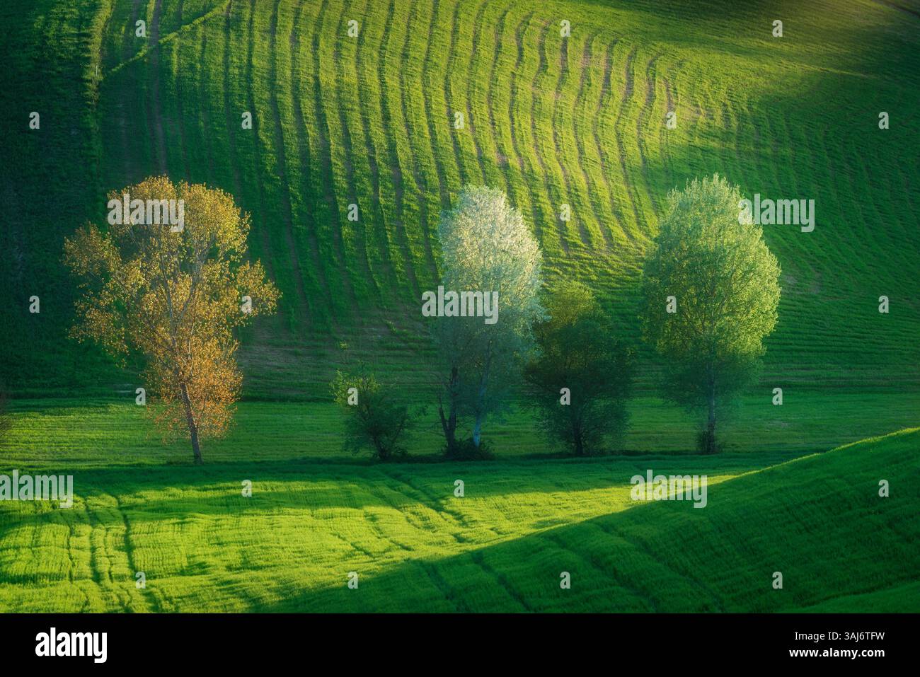 Alberi in fiore in primavera tra le dolci colline delle colline Pisane al tramonto. Orciano Pisano, Provincia di Pisa, regione Toscana, Italia Foto Stock