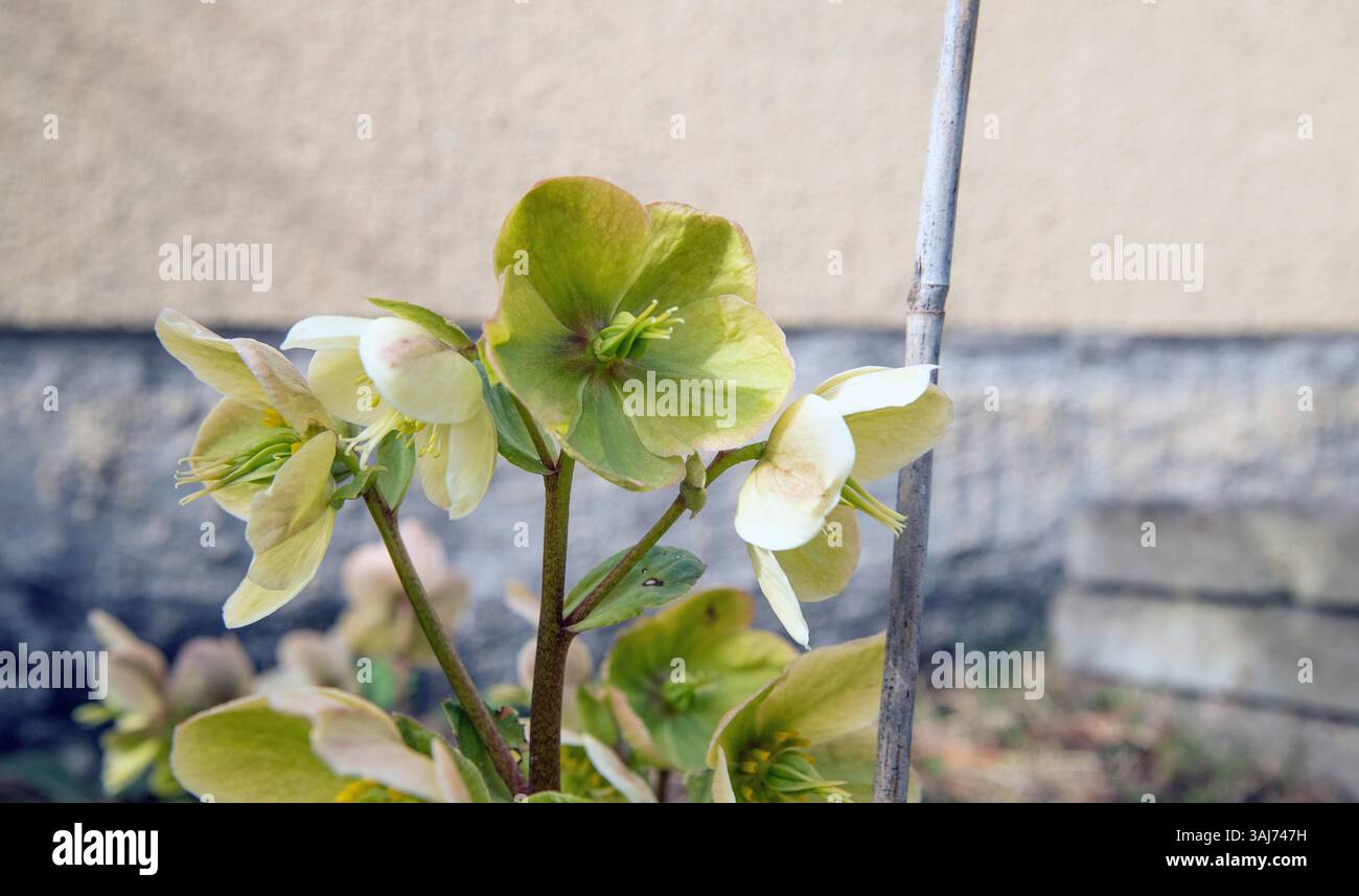 Rosa natalizia Helleborus Niger Foto Stock