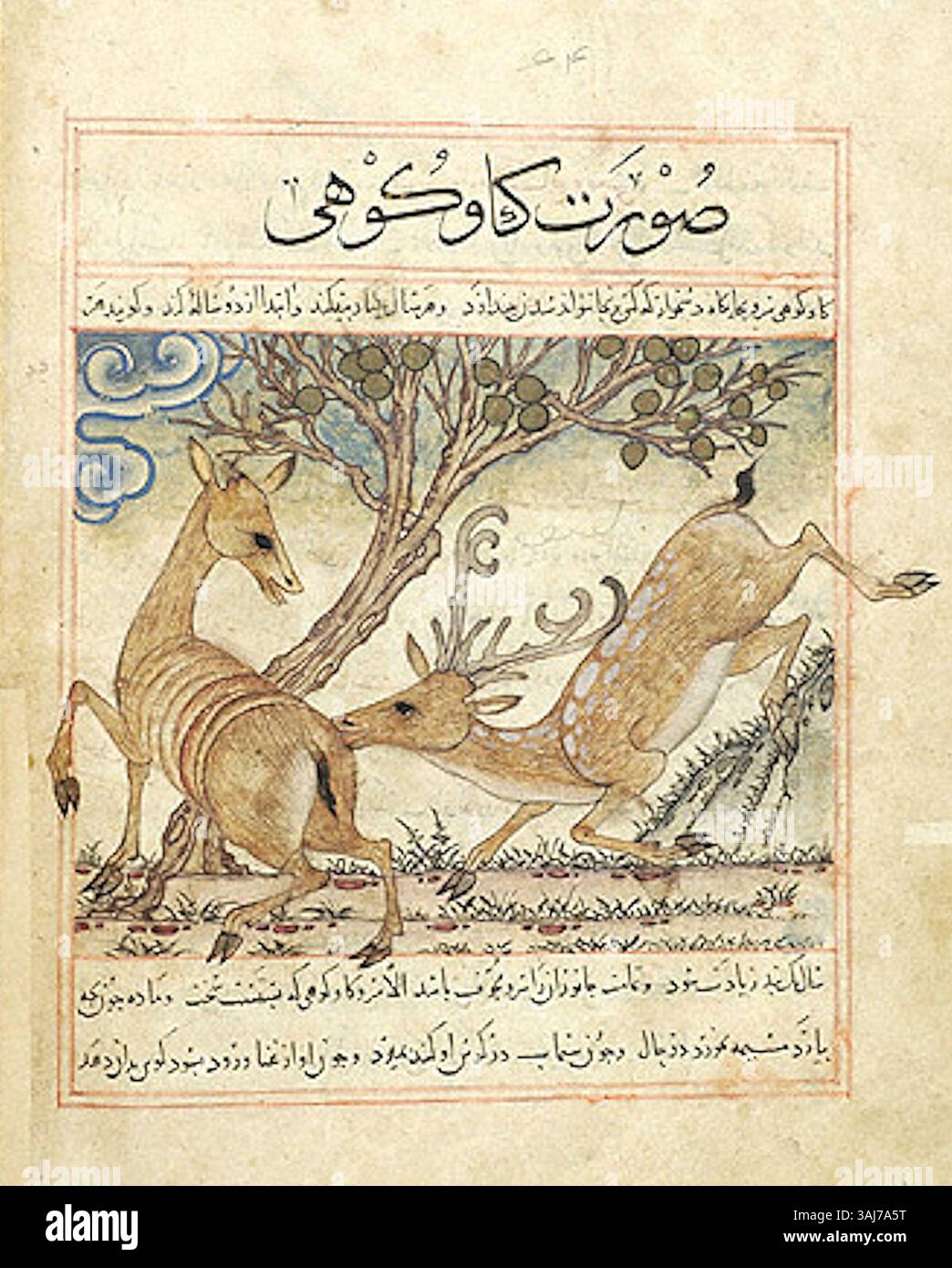 Questa immagine tratta dal manoscritto raffigura due mucche di montagna, o antilopi, che illustrano la ricca fauna della regione. La rappresentazione precisa mostra l'osservazione dettagliata dell'artista sugli animali nativi delle zone montane. Foto Stock