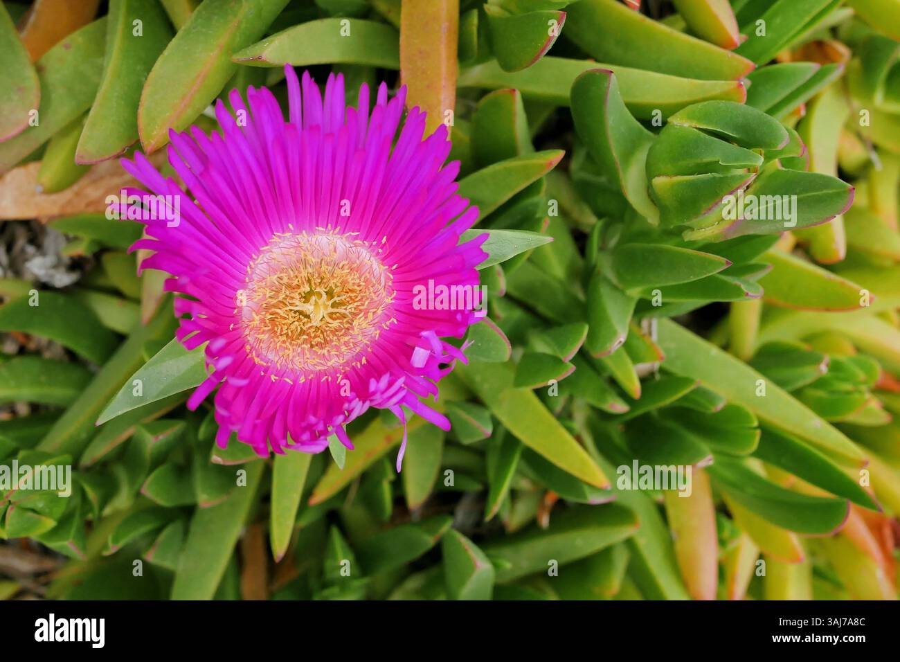 Carpobrotus acinaciformis succulento fiore viola. Foto Stock